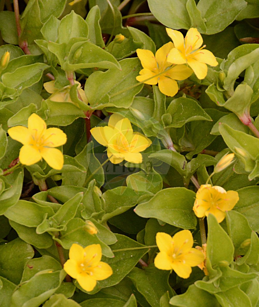 Foto von Lysimachia nemorum (Hain-Gilbweiderich - Yellow Pimpernel). Das Foto wurde in Berlin, Deutschland aufgenommen. ---- Photo of Lysimachia nemorum (Hain-Gilbweiderich - Yellow Pimpernel). The picture was taken in Berlin, Germany.(Lysimachia nemorum,Hain-Gilbweiderich,Yellow Pimpernel,Lysimachia nemorum,Hain-Gilbweiderich,Yellow Pimpernel,Lysimachia,Gilbweiderich,Yellow Loosestrife,Primulaceae,Schlüsselblumengewächse,Primrose family)