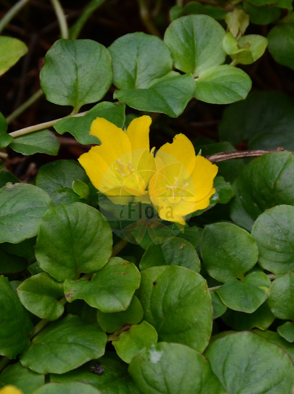 Foto von Lysimachia nummularia (Pfennigkraut - Creeping-Jenny). Das Foto wurde in Berlin, Deutschland aufgenommen. ---- Photo of Lysimachia nummularia (Pfennigkraut - Creeping-Jenny). The picture was taken in Berlin, Germany.(Lysimachia nummularia,Pfennigkraut,Creeping-Jenny,Lysimachia nummularia,Pfennigkraut,Creeping-Jenny,Moneywort,Twopenny Grass,Lysimachia,Gilbweiderich,Yellow Loosestrife,Primulaceae,Schlüsselblumengewächse,Primrose family)