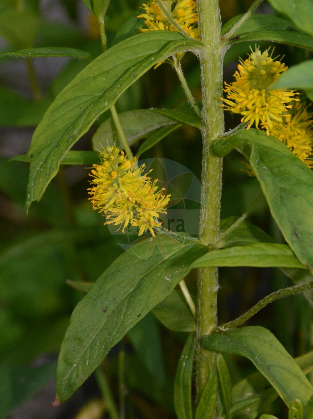 Foto von Lysimachia thyrsiflora (Straußblütiger Gilbweiderich - Tufted Loosestrife). Das Foto wurde in Linz, Oberösterreich, Österreich aufgenommen. ---- Photo of Lysimachia thyrsiflora (Straußblütiger Gilbweiderich - Tufted Loosestrife). The picture was taken in Linz, Upper Austria, Austria.(Lysimachia thyrsiflora,Straußblütiger Gilbweiderich,Tufted Loosestrife,Lysimachia thyrsiflora,Naumburgia thyrsiflora,Straussbluetiger Gilbweiderich,Strauss-Gilbweiderich,Tufted Loosestrife,Tufted Loosestrif,Lysimachia,Gilbweiderich,Yellow Loosestrife,Primulaceae,Schlüsselblumengewächse,Primrose family)