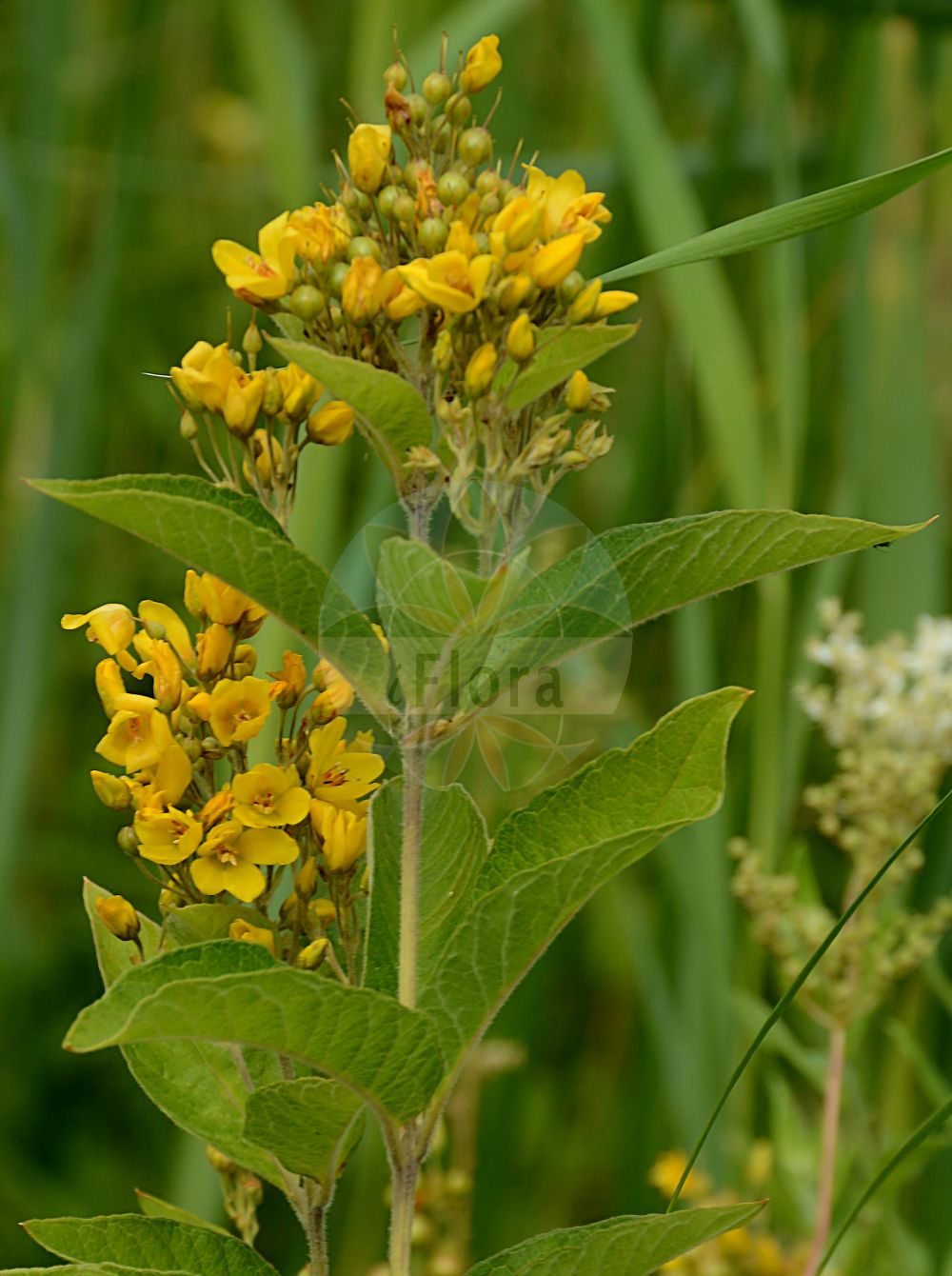 Foto von Lysimachia vulgaris (Gewöhnlicher Gilbweiderich - Yellow Loosestrife). ---- Photo of Lysimachia vulgaris (Gewöhnlicher Gilbweiderich - Yellow Loosestrife).(Lysimachia vulgaris,Gewöhnlicher Gilbweiderich,Yellow Loosestrife,Lysimachia vulgaris,Lysimachia westphalica,Gewoehnlicher Gilbweiderich,Yellow Loosestrife,Common Loosestrife,Garden Yellow Loosestrife,Garden Loosestrife,Lysimachia,Gilbweiderich,Yellow Loosestrife,Primulaceae,Schlüsselblumengewächse,Primrose family)