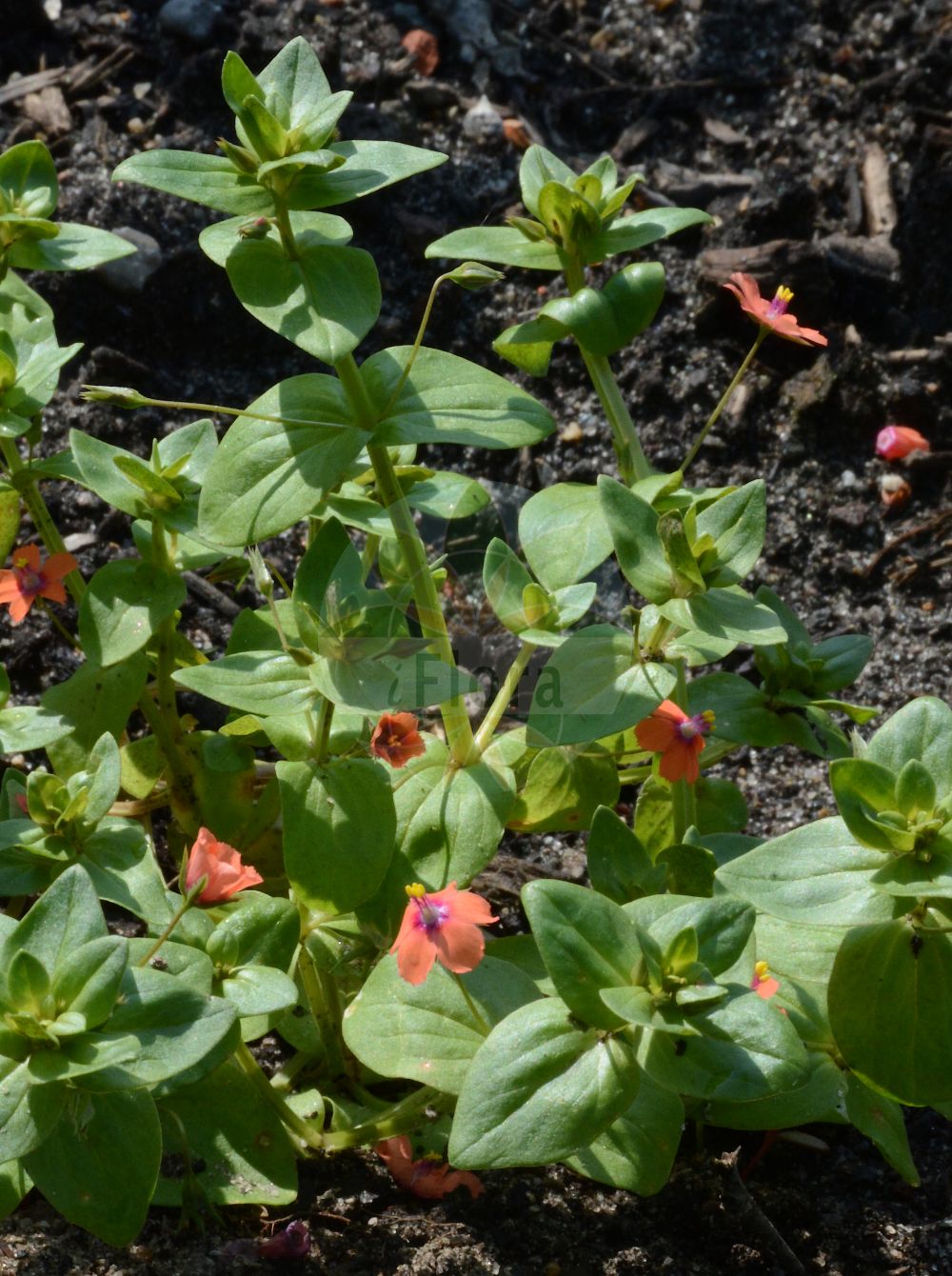 Foto von Anagallis arvensis (Acker-Gauchheil - Scarlet Pimpernel). Das Foto wurde in Bremen, Deutschland aufgenommen. ---- Photo of Anagallis arvensis (Acker-Gauchheil - Scarlet Pimpernel). The picture was taken in Bremen, Germany.(Anagallis arvensis,Acker-Gauchheil,Scarlet Pimpernel,Anagallis arvensis,Anagallis caerulea,Anagallis carnea,Anagallis latifolia,Anagallis parviflora,Anagallis phoenicea,Anagallis platyphylla,Lysimachia arvensis,Acker-Gauchheil,Scarlet Pimpernel,Care-all,Common Pimpernel,Poor Man's Barometer,Poor Man's Weather Glass,Red Chickweed,Red Pimpernel,Shepherd's Clock,Shepherd's Weather Glass,Anagallis,Gauchheil,Pimpernel,Primulaceae,Schlüsselblumengewächse,Primrose family)