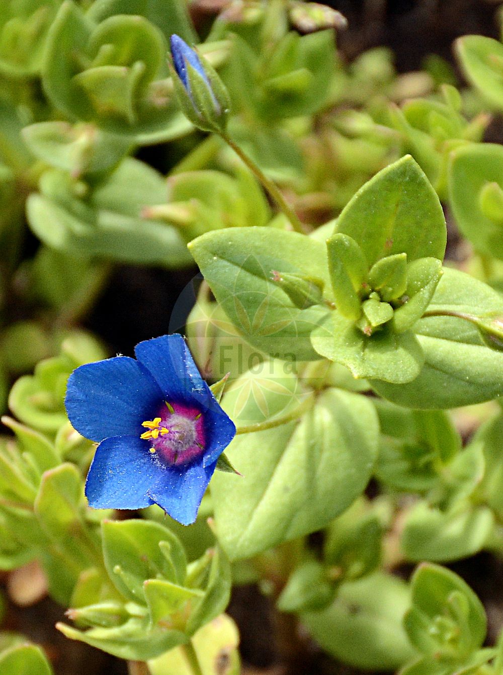 Foto von Anagallis foemina (Blauer Gauchheil - Blue Pimpernel). Das Foto wurde in Berlin, Deutschland aufgenommen. ---- Photo of Anagallis foemina (Blauer Gauchheil - Blue Pimpernel). The picture was taken in Berlin, Germany.(Anagallis foemina,Blauer Gauchheil,Blue Pimpernel,Anagallis foemina,Blauer Gauchheil,Blue Pimpernel,Poorman's Weatherglass,Anagallis,Gauchheil,Pimpernel,Primulaceae,Schlüsselblumengewächse,Primrose family)