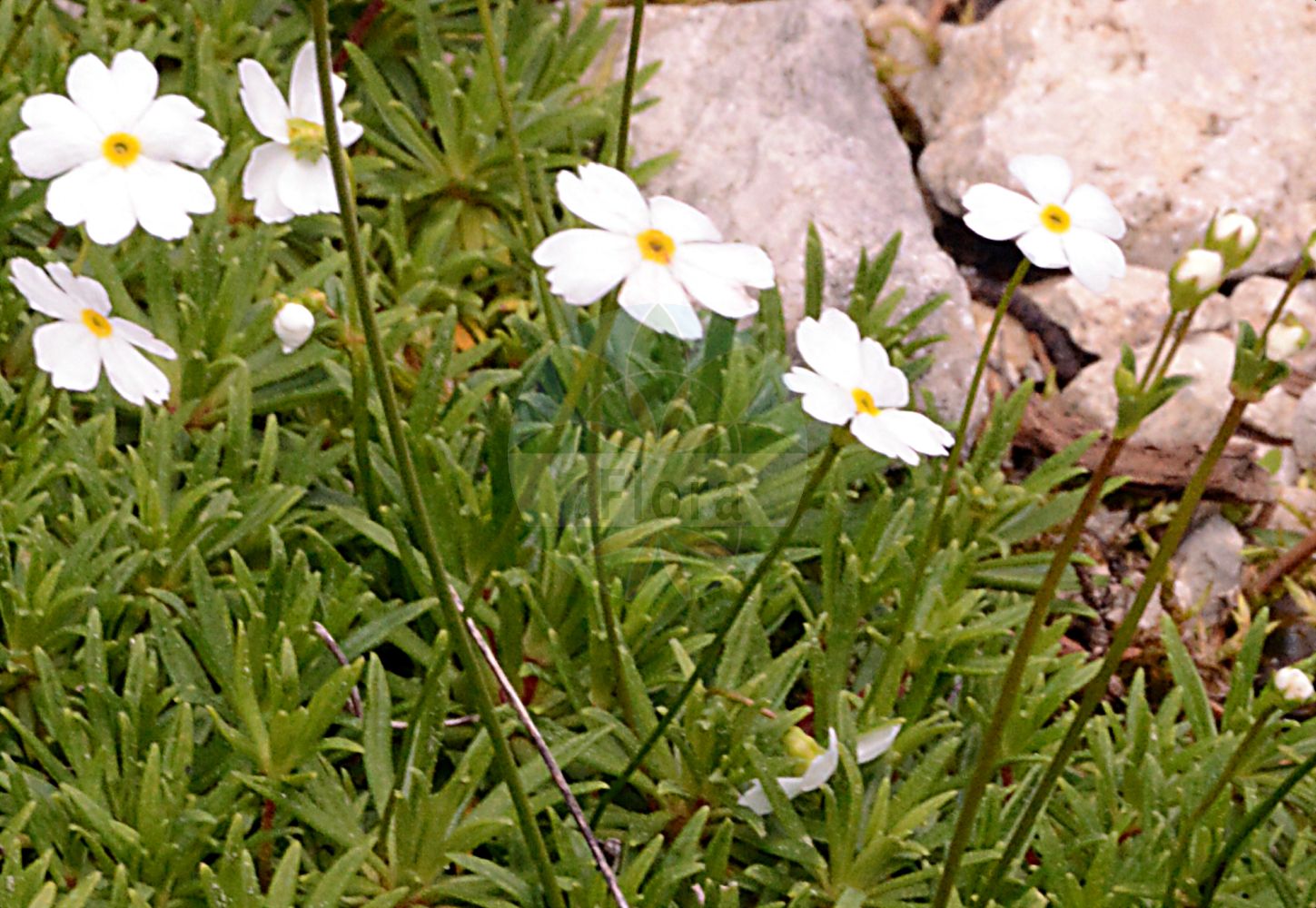 Foto von Androsace lactea (Milchweißer Mannsschild - Milkwhite Androsace). ---- Photo of Androsace lactea (Milchweißer Mannsschild - Milkwhite Androsace).(Androsace lactea,Milchweißer Mannsschild,Milkwhite Androsace,Androsace lactea,Milchweisser Mannsschild,Milkwhite Androsace,Milkwhite Rock-jasmine,Androsace,Mannsschild,Androsace,Primulaceae,Schlüsselblumengewächse,Primrose family)