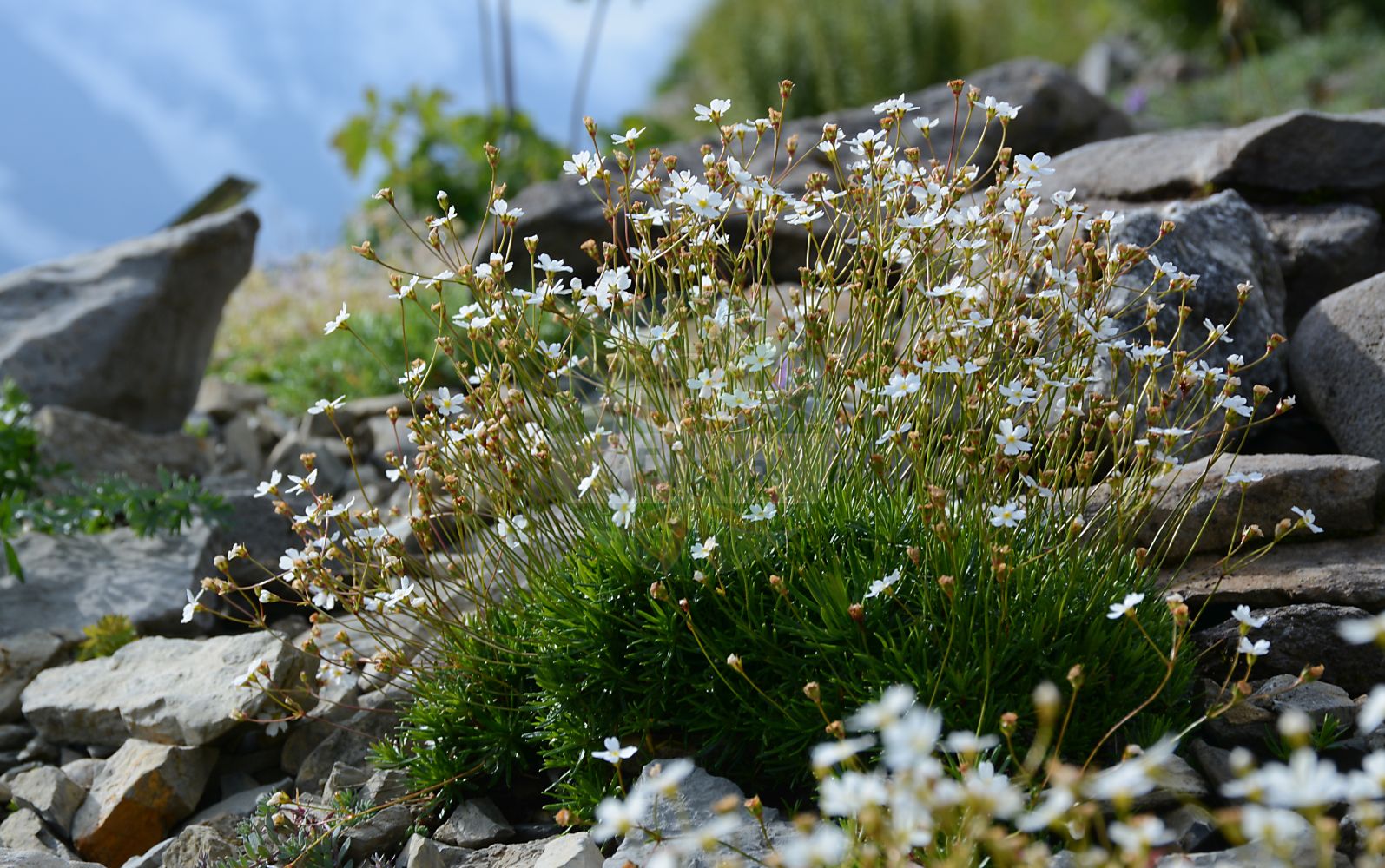 Foto von Androsace lactea (Milchweißer Mannsschild - Milkwhite Androsace). Das Foto wurde in Schynige Platte, Interlaken, Bern, Schweiz aufgenommen. ---- Photo of Androsace lactea (Milchweißer Mannsschild - Milkwhite Androsace). The picture was taken in Schynige Platte, Interlaken, Bern, Switzerland.(Androsace lactea,Milchweißer Mannsschild,Milkwhite Androsace,Androsace lactea,Milchweisser Mannsschild,Milkwhite Androsace,Milkwhite Rock-jasmine,Androsace,Mannsschild,Androsace,Primulaceae,Schlüsselblumengewächse,Primrose family)