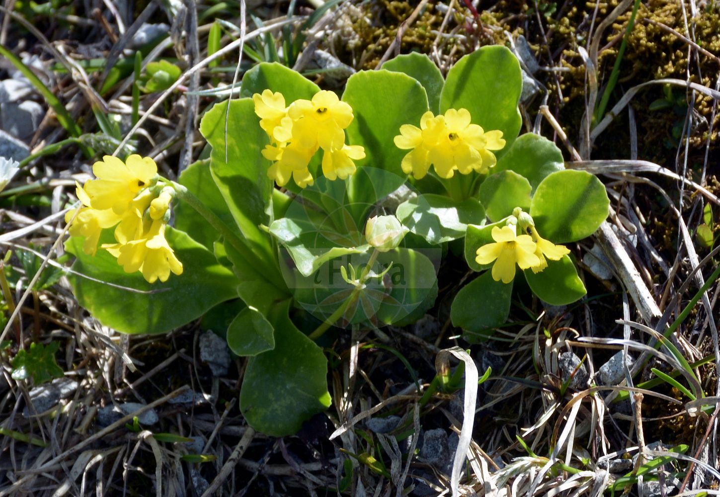 Foto von Primula auricula (Alpen-Aurikel - Auricula). Das Foto wurde in Schachen, Garmisch-Partenkirchen, Bayern, Deutschland, Alpen aufgenommen. ---- Photo of Primula auricula (Alpen-Aurikel - Auricula). The picture was taken in Schachen, Garmisch-Partenkirchen, Bavaria, Germany, Alps.(Primula auricula,Alpen-Aurikel,Auricula,Primula auricula,Primula balbisii,Primula ciliata,Alpen-Aurikel,Platenigl,Auricula,Bear's Ear,Mountain Cowslip,Garden Auricula,Primula,Schlüsselblume,Primrose,Primulaceae,Schlüsselblumengewächse,Primrose family)