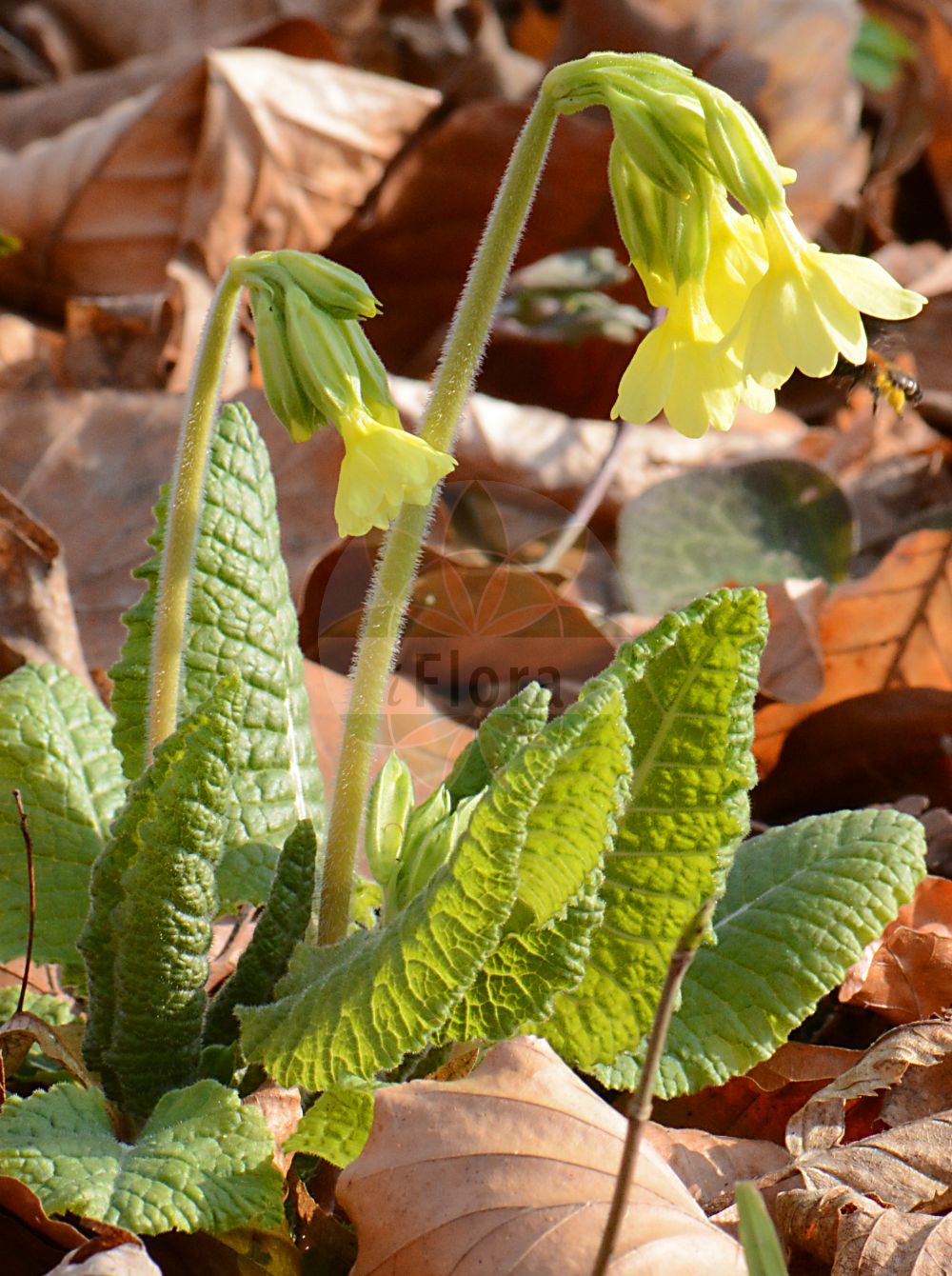 Foto von Primula elatior (Hohe Schlüsselblume - Oxlip). Das Foto wurde in Frankfurt, Hessen, Deutschland aufgenommen. ---- Photo of Primula elatior (Hohe Schlüsselblume - Oxlip). The picture was taken in Frankfurt, Hesse, Germany.(Primula elatior,Hohe Schlüsselblume,Oxlip,Primula elatior,Primula perreiniana,Primula veris var. elatior,Hohe Schluesselblume,Grosse Schluesselblume,Hohe Primel,Oxlip,Paigle,Primula,Schlüsselblume,Primrose,Primulaceae,Schlüsselblumengewächse,Primrose family)