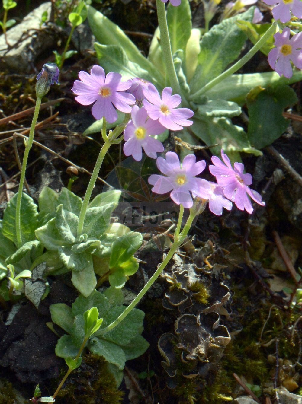 Foto von Primula farinosa (Mehlige Schlüsselblume - Bird's-eye Primrose). Das Foto wurde in München, Bayern, Deutschland aufgenommen. ---- Photo of Primula farinosa (Mehlige Schlüsselblume - Bird's-eye Primrose). The picture was taken in Munich, Bavaria, Germany.(Primula farinosa,Mehlige Schlüsselblume,Bird's-eye Primrose,Primula farinosa,Mehlige Schluesselblume,Mehl-Schluesselblume,Bird's-eye Primrose,Birdeye Primrose,Primula,Schlüsselblume,Primrose,Primulaceae,Schlüsselblumengewächse,Primrose family)
