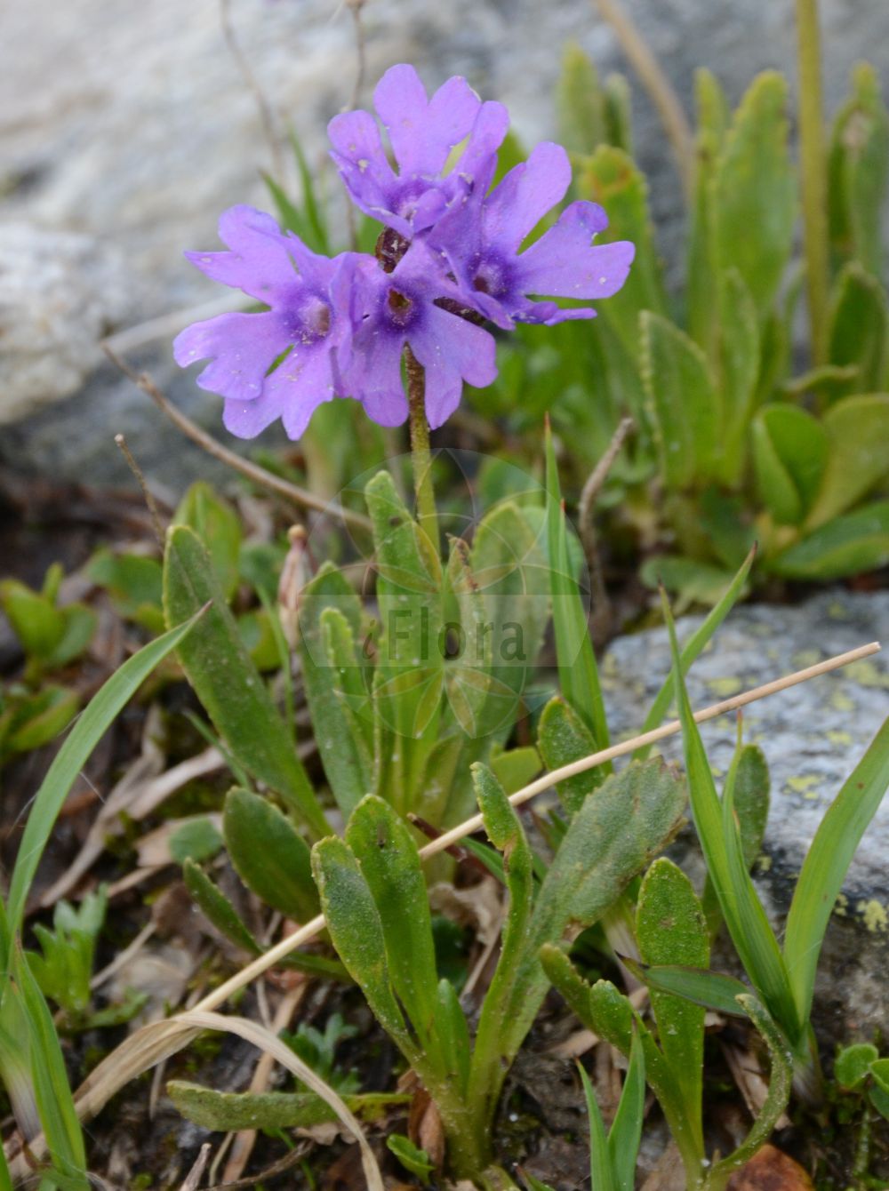 Foto von Primula glutinosa (Klebrige Primel). Das Foto wurde in Finkenberg, Tirol, Österreich, Alpen, Zillertal aufgenommen. ---- Photo of Primula glutinosa (Klebrige Primel). The picture was taken in Finkenberg, Tyrol, Austria, Alps, Zillertal.(Primula glutinosa,Klebrige Primel,Primula glutinosa,Klebrige Primel,Primula,Schlüsselblume,Primrose,Primulaceae,Schlüsselblumengewächse,Primrose family)