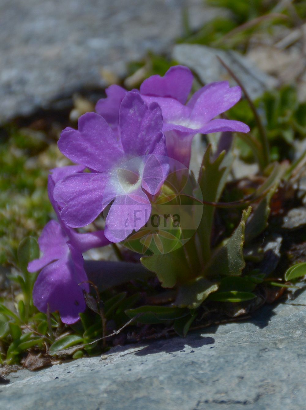 Foto von Primula hirsuta (Behaarte Schlüsselblume - Hairy Primrose). Das Foto wurde in Stilfserjoch, Bormio, Lombardia, Italien, Alpen aufgenommen. ---- Photo of Primula hirsuta (Behaarte Schlüsselblume - Hairy Primrose). The picture was taken in Stilfserjoch, Bormio, Lombardia, Italy, Alps.(Primula hirsuta,Behaarte Schlüsselblume,Hairy Primrose,Primula hirsuta,Primula rubra,Behaarte Schluesselblume,Druesige Schluesselblume,Hairy Primrose,Red Alpine Primrose,Primula,Schlüsselblume,Primrose,Primulaceae,Schlüsselblumengewächse,Primrose family)