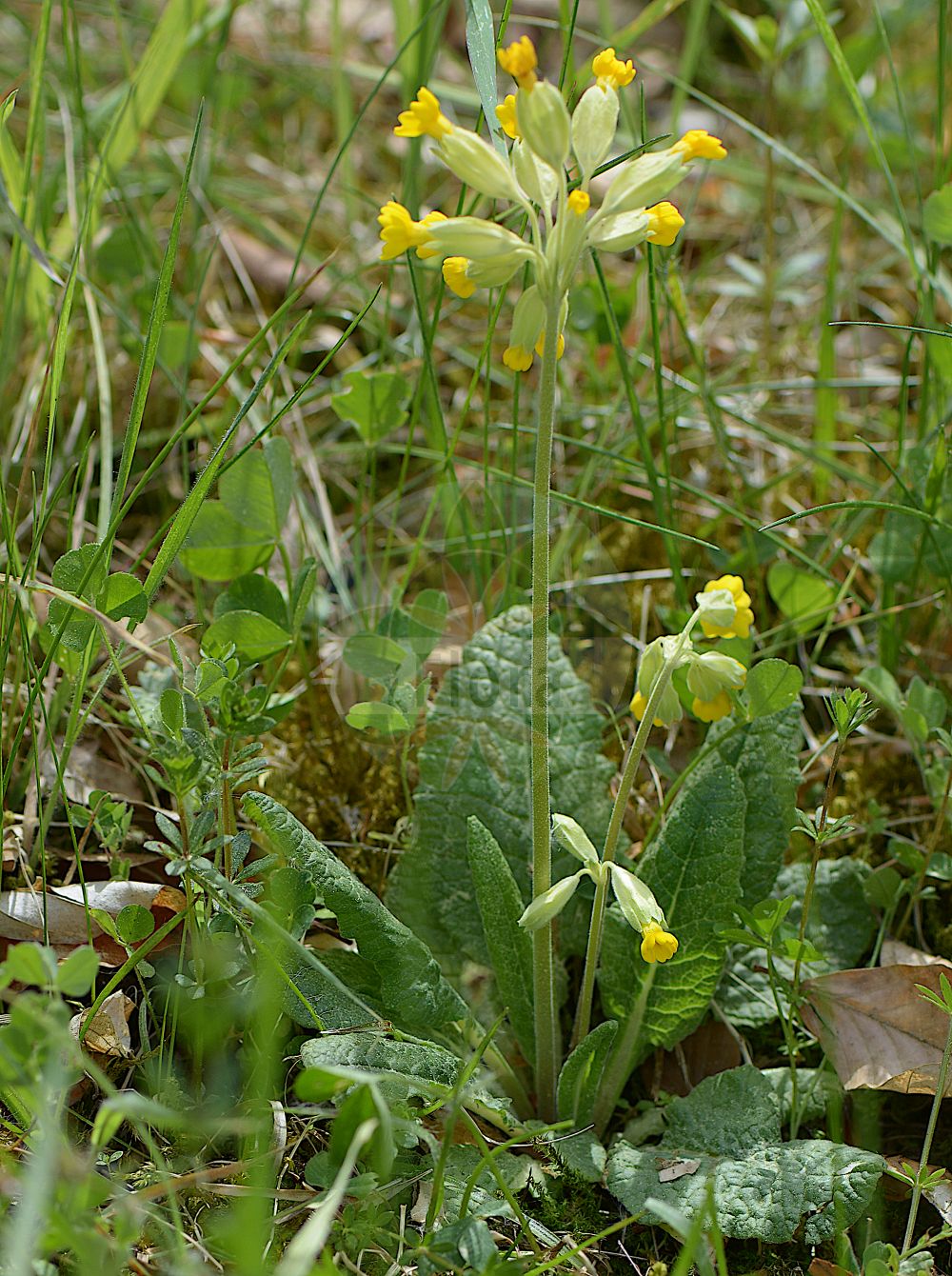 Foto von Primula veris (Echte Schlüsselblume - Cowslip). Das Foto wurde in Marburg, Hessen, Deutschland aufgenommen. ---- Photo of Primula veris (Echte Schlüsselblume - Cowslip). The picture was taken in Marburg, Hesse, Germany.(Primula veris,Echte Schlüsselblume,Cowslip,Primula officinalis,Primula veris,Primula veris var. officinalis,Echte Schluesselblume,Duftende Schluesselblume,Echte Primel,Erd-Primel,Fruehlings-Schluesselblume,Gewoehnliche Wiesen-Schluesselblume,Himmelschluessel,Wiesen-Primel,Wiesen-Schluesselblume,Cowslip,Cowslip Primrose,Primula,Schlüsselblume,Primrose,Primulaceae,Schlüsselblumengewächse,Primrose family)