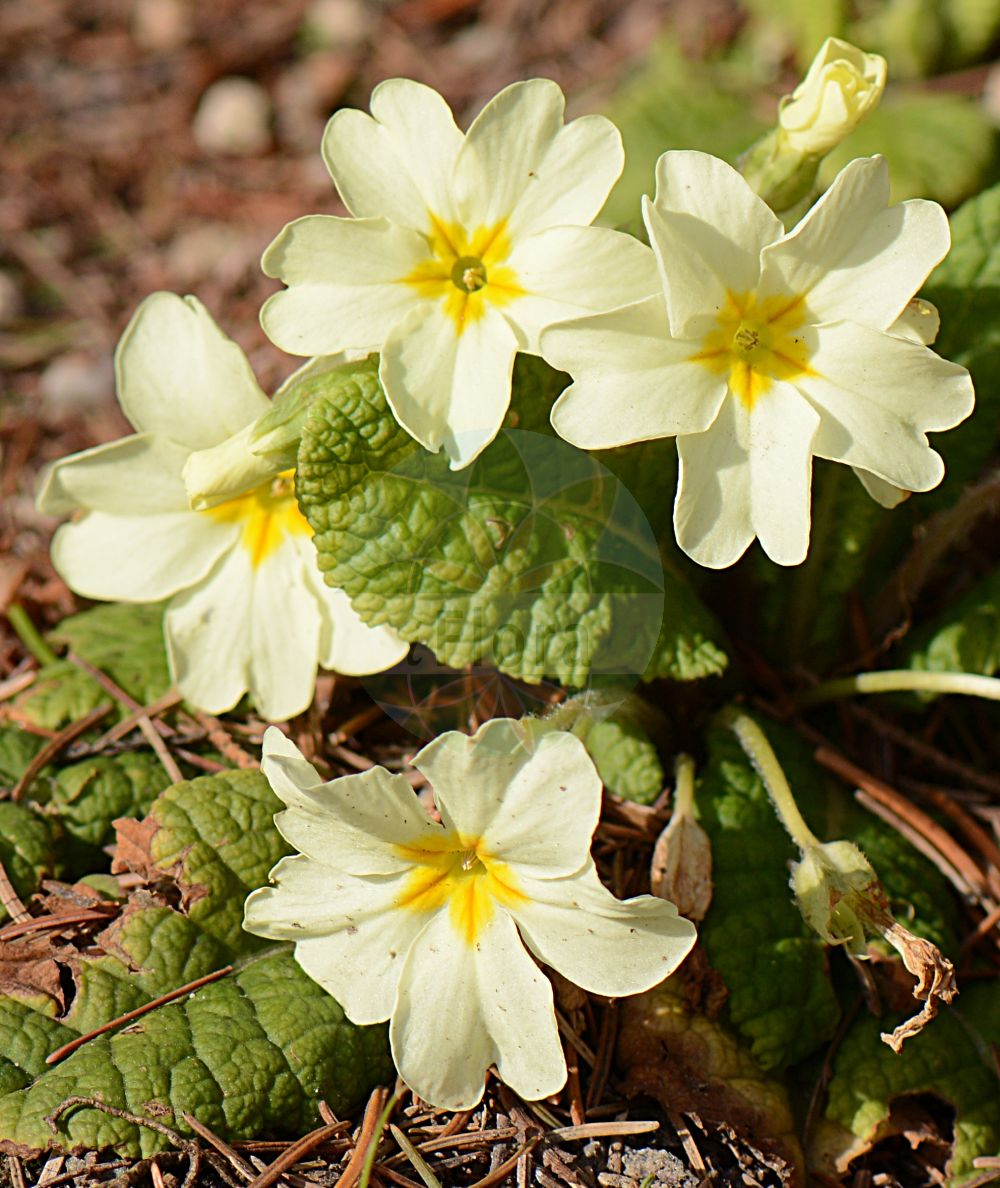 Foto von Primula acaulis (Stängellose Schlüsselblume - Primrose). Das Foto wurde in Mainz, Rheinland-Pfalz, Deutschland aufgenommen. ---- Photo of Primula acaulis (Stängellose Schlüsselblume - Primrose). The picture was taken in Mainz, Rhineland-Palatinate, Germany.(Primula acaulis,Stängellose Schlüsselblume,Primrose,Primula acaulis,Primula vulgaris,Primula woronowii,Staengellose Schluesselblume,Stengellose Schluesselblume,Primrose,Common Primrose,English Primrose,Primula,Schlüsselblume,Primrose,Primulaceae,Schlüsselblumengewächse,Primrose family)