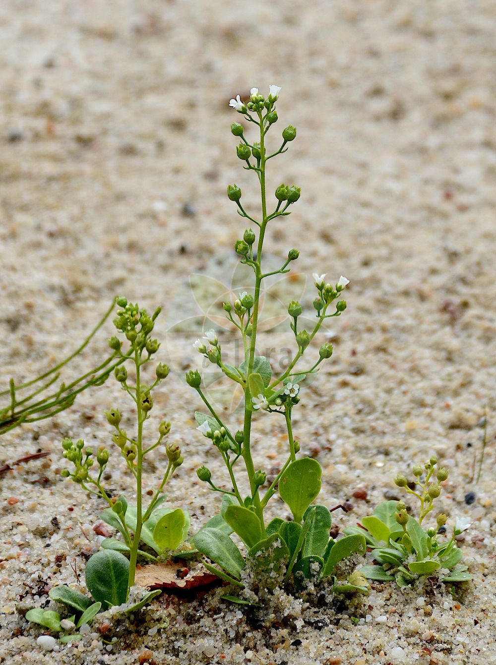 Foto von Samolus valerandi (Salz-Bunge - Brookweed). Das Foto wurde in Berlin, Deutschland aufgenommen. ---- Photo of Samolus valerandi (Salz-Bunge - Brookweed). The picture was taken in Berlin, Germany.(Samolus valerandi,Salz-Bunge,Brookweed,Samolus valerandi,Salz-Bunge,Brookweed,Seaside Brookweed,Samolus,Salzbunge,Brookweed,Primulaceae,Schlüsselblumengewächse,Primrose family)