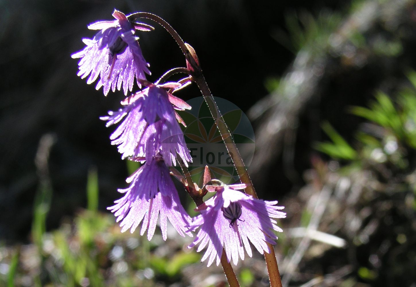 Foto von Soldanella alpina (Gewöhnliches Alpenglöckchen - Alpine Snowbell). ---- Photo of Soldanella alpina (Gewöhnliches Alpenglöckchen - Alpine Snowbell).(Soldanella alpina,Gewöhnliches Alpenglöckchen,Alpine Snowbell,Soldanella alpina,Soldanella occidentalis,Soldanella pyrolifolia,Gewoehnliches Alpengloeckchen,Alpine Snowbell,Blue Moonwort,Soldanella,Alpenglöckchen,Snowbell,Primulaceae,Schlüsselblumengewächse,Primrose family)