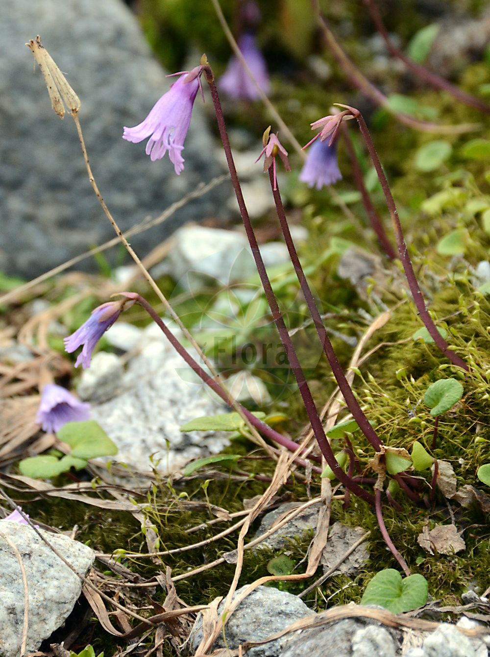 Foto von Soldanella alpicola (Niedrige Soldanelle). Das Foto wurde in Finkenberg, Tirol, Österreich, Alpen, Zillertal aufgenommen. ---- Photo of Soldanella alpicola (Niedrige Soldanelle). The picture was taken in Finkenberg, Tyrol, Austria, Alps, Zillertal.(Soldanella alpicola,Niedrige Soldanelle,Soldanella alpicola,Niedrige Soldanelle,Soldanella,Alpenglöckchen,Snowbell,Primulaceae,Schlüsselblumengewächse,Primrose family)