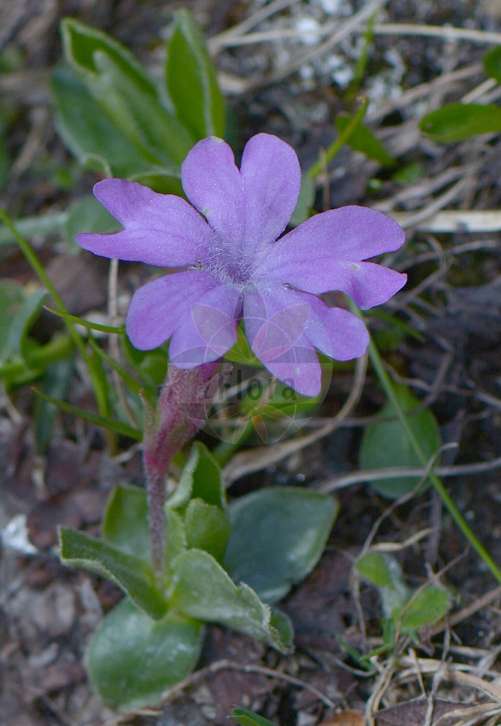 Foto von Primula integrifolia. Das Foto wurde in Vandans, Bludenz, Vorarlberg, Österreich, Alpen aufgenommen. ---- Photo of Primula integrifolia. The picture was taken in Vandans, Bludenz, Vorarlberg, Austria, Alps.(Primula integrifolia,Primula integrifolia,Primula,Schlüsselblume,Primrose,Primulaceae,Schlüsselblumengewächse,Primrose family)