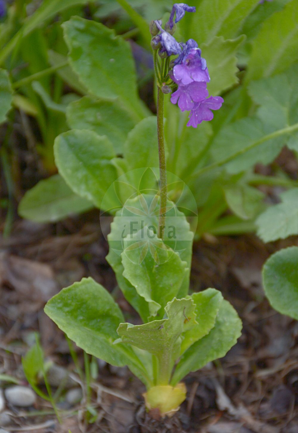 Foto von Primula latifolia. Das Foto wurde in Station Alpine Joseph Fourier, Col du Lautaret, Auvergne-Rhône-Alpes, Frankreich aufgenommen. ---- Photo of Primula latifolia. The picture was taken in Station Alpine Joseph Fourier, Col du Lautaret, Auvergne-Rhône-Alpes, France.(Primula latifolia,Primula graveolens,Primula hirsuta,Primula latifolia,Primula viscosa,Primula,Schlüsselblume,Primrose,Primulaceae,Schlüsselblumengewächse,Primrose family)