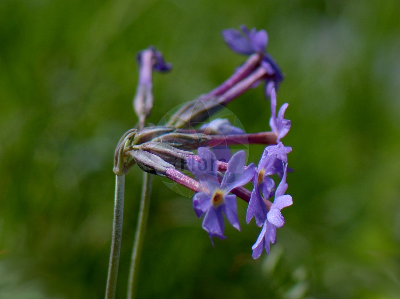 Foto von Primula halleri. Das Foto wurde in Schachen, Garmisch-Partenkirchen, Bayern, Deutschland, Alpen aufgenommen. ---- Photo of Primula halleri. The picture was taken in Schachen, Garmisch-Partenkirchen, Bavaria, Germany, Alps.(Primula halleri,Primula halleri,Primula longiflora,Primula,Schlüsselblume,Primrose,Primulaceae,Schlüsselblumengewächse,Primrose family)