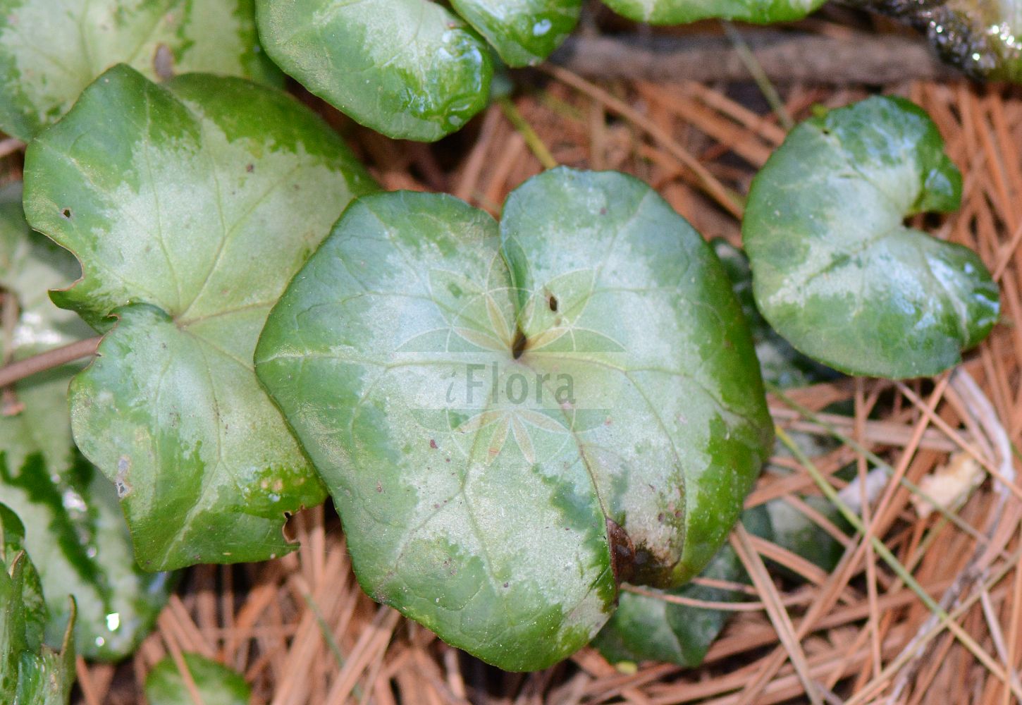 Foto von Cyclamen hederifolium (Herbst-Alpenveilchen - Sowbread). Das Foto wurde in Köln, Nordrhein-Westfalen, Deutschland aufgenommen. ---- Photo of Cyclamen hederifolium (Herbst-Alpenveilchen - Sowbread). The picture was taken in Cologne, North Rhine-Westphalia, Germany.(Cyclamen hederifolium,Herbst-Alpenveilchen,Sowbread,Cyclamen hederifolium,Cyclamen linearifolium,Cyclamen neapolitanum,Herbst-Alpenveilchen,Sowbread,Cyclamen,Alpenveilchen,Primulaceae,Schlüsselblumengewächse,Primrose family)