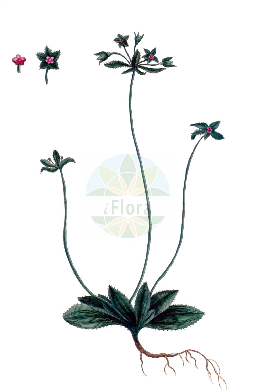 Historische Abbildung von Androsace maxima (Großer Mannsschild - Annual Androsace). Das Bild zeigt Blatt, Bluete, Frucht und Same. ---- Historical Drawing of Androsace maxima (Großer Mannsschild - Annual Androsace). The image is showing leaf, flower, fruit and seed.(Androsace maxima,Großer Mannsschild,Annual Androsace,Androsace maxima,Androsace turczaninowii,Grosser Mannsschild,Grosskelchiger Mannsschild,Riesen-Mannsschild,Annual Androsace,Greater Rockjasmine,Common Rock Jasmine,Androsace,Mannsschild,Androsace,Primulaceae,Schlüsselblumengewächse,Primrose family,Blatt,Bluete,Frucht,Same,leaf,flower,fruit,seed,Anonymus (1792))