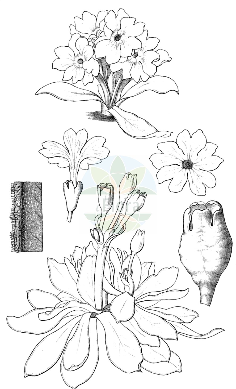 Historische Abbildung von Primula wulfeniana. Das Bild zeigt Blatt, Bluete, Frucht und Same. ---- Historical Drawing of Primula wulfeniana. The image is showing leaf, flower, fruit and seed.(Primula wulfeniana,Primula wulfeniana,Primula wulfeniana Schott subsp.,Primula,Schlüsselblume,Primrose,Primulaceae,Schlüsselblumengewächse,Primrose family,Blatt,Bluete,Frucht,Same,leaf,flower,fruit,seed,Schott (1852))
