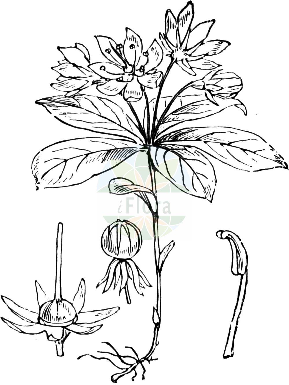 Historische Abbildung von Trientalis europaea (Europäischer Siebenstern - Chickweed-wintergreen). Das Bild zeigt Blatt, Bluete, Frucht und Same. ---- Historical Drawing of Trientalis europaea (Europäischer Siebenstern - Chickweed-wintergreen). The image is showing leaf, flower, fruit and seed.(Trientalis europaea,Europäischer Siebenstern,Chickweed-wintergreen,Trientalis europaea,Europaeischer Siebenstern,Chickweed-wintergreen,Arctic Starflower,Trientalis,Siebenstern,Starflower,Primulaceae,Schlüsselblumengewächse,Primrose family,Blatt,Bluete,Frucht,Same,leaf,flower,fruit,seed,Fitch et al. (1880))