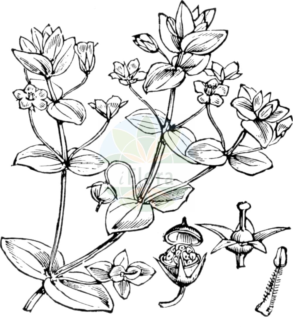Historische Abbildung von Anagallis arvensis (Acker-Gauchheil - Scarlet Pimpernel). Das Bild zeigt Blatt, Bluete, Frucht und Same. ---- Historical Drawing of Anagallis arvensis (Acker-Gauchheil - Scarlet Pimpernel). The image is showing leaf, flower, fruit and seed.(Anagallis arvensis,Acker-Gauchheil,Scarlet Pimpernel,Anagallis arvensis,Anagallis caerulea,Anagallis carnea,Anagallis latifolia,Anagallis parviflora,Anagallis phoenicea,Anagallis platyphylla,Lysimachia arvensis,Acker-Gauchheil,Scarlet Pimpernel,Care-all,Common Pimpernel,Poor Man's Barometer,Poor Man's Weather Glass,Red Chickweed,Red Pimpernel,Shepherd's Clock,Shepherd's Weather Glass,Anagallis,Gauchheil,Pimpernel,Primulaceae,Schlüsselblumengewächse,Primrose family,Blatt,Bluete,Frucht,Same,leaf,flower,fruit,seed,Fitch et al. (1880))