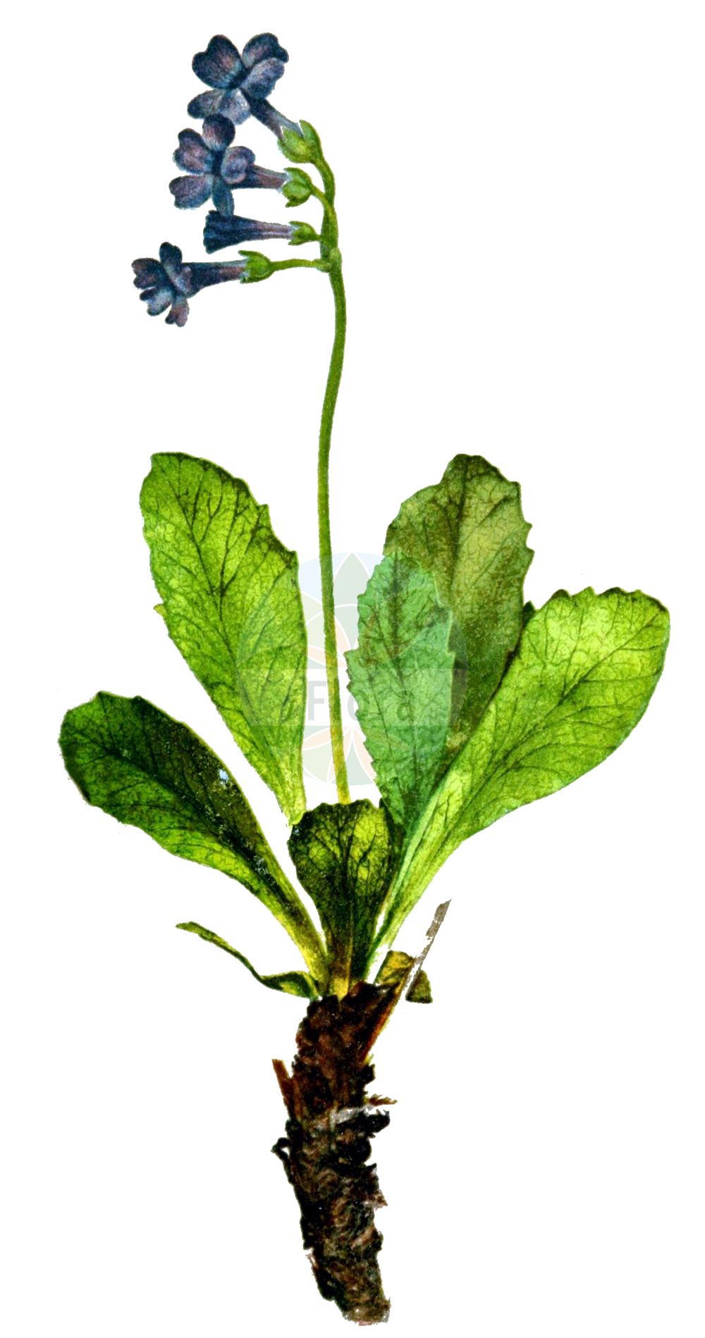 Historische Abbildung von Primula latifolia. Das Bild zeigt Blatt, Bluete, Frucht und Same. ---- Historical Drawing of Primula latifolia. The image is showing leaf, flower, fruit and seed.(Primula latifolia,Primula graveolens,Primula hirsuta,Primula latifolia,Primula viscosa,Primula,Schlüsselblume,Primrose,Primulaceae,Schlüsselblumengewächse,Primrose family,Blatt,Bluete,Frucht,Same,leaf,flower,fruit,seed,Correvon (1899))