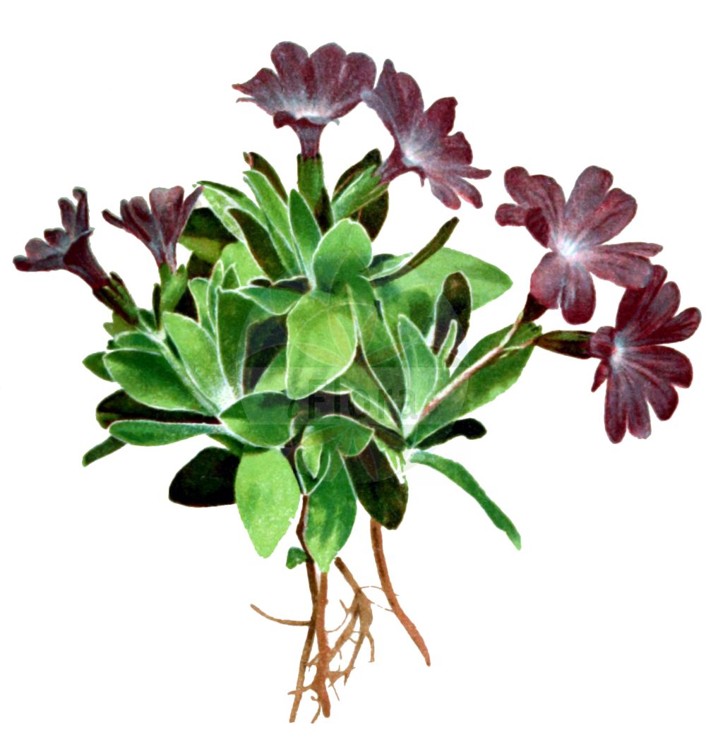 Historische Abbildung von Primula wulfeniana. Das Bild zeigt Blatt, Bluete, Frucht und Same. ---- Historical Drawing of Primula wulfeniana. The image is showing leaf, flower, fruit and seed.(Primula wulfeniana,Primula wulfeniana,Primula wulfeniana Schott subsp.,Primula,Schlüsselblume,Primrose,Primulaceae,Schlüsselblumengewächse,Primrose family,Blatt,Bluete,Frucht,Same,leaf,flower,fruit,seed,Correvon (1899))