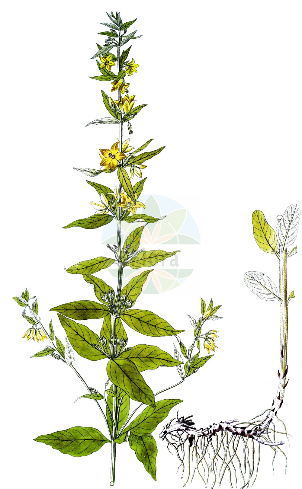 Historische Abbildung von Lysimachia punctata (Drüsiger Gilbweiderich - Dotted Loosestrife). Das Bild zeigt Blatt, Bluete, Frucht und Same. ---- Historical Drawing of Lysimachia punctata (Drüsiger Gilbweiderich - Dotted Loosestrife). The image is showing leaf, flower, fruit and seed.(Lysimachia punctata,Drüsiger Gilbweiderich,Dotted Loosestrife,Lysimachia punctata,Lysimachia verticillaris,Lysimachia verticillata,Druesiger Gilbweiderich,Tuepfelstern,Dotted Loosestrife,Large Yellow Loosestrife,Dotted Loosestrif,Lysimachia,Gilbweiderich,Yellow Loosestrife,Primulaceae,Schlüsselblumengewächse,Primrose family,Blatt,Bluete,Frucht,Same,leaf,flower,fruit,seed)