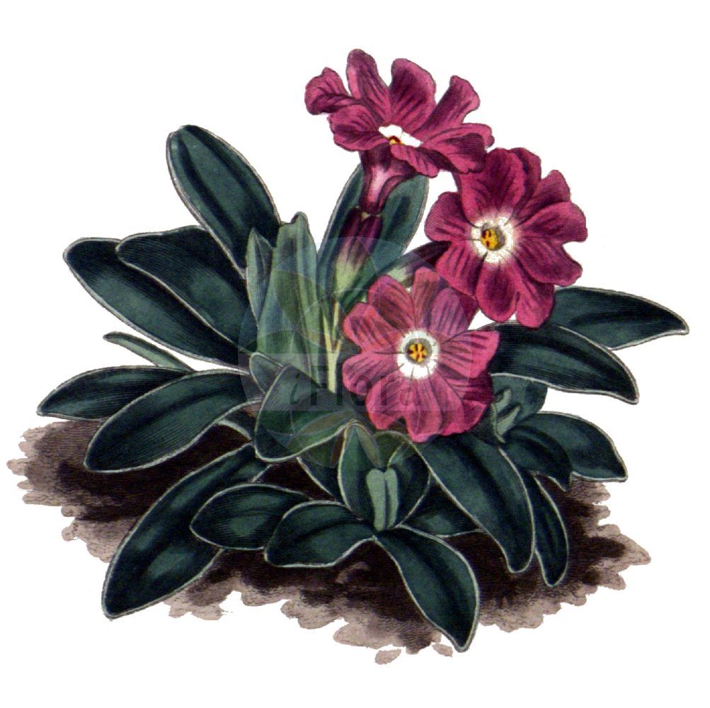 Historische Abbildung von Primula integrifolia. Das Bild zeigt Blatt, Bluete, Frucht und Same. ---- Historical Drawing of Primula integrifolia. The image is showing leaf, flower, fruit and seed.(Primula integrifolia,Primula integrifolia,Primula,Schlüsselblume,Primrose,Primulaceae,Schlüsselblumengewächse,Primrose family,Blatt,Bluete,Frucht,Same,leaf,flower,fruit,seed)