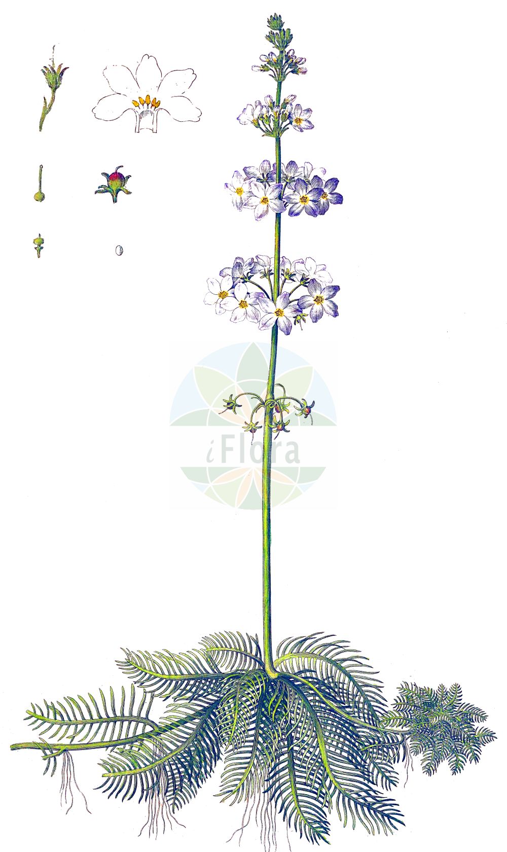 Historische Abbildung von Hottonia palustris (Europäische Wasserfeder - Water-violet). Das Bild zeigt Blatt, Bluete, Frucht und Same. ---- Historical Drawing of Hottonia palustris (Europäische Wasserfeder - Water-violet). The image is showing leaf, flower, fruit and seed.(Hottonia palustris,Europäische Wasserfeder,Water-violet,Hottonia palustris,Europaeische Wasserfeder,Sumpf-Wasserfeder,Wasserprimel,Water-violet,Featherfoil,Hottonia,Wasserfeder,Water-violet,Primulaceae,Schlüsselblumengewächse,Primrose family,Blatt,Bluete,Frucht,Same,leaf,flower,fruit,seed,Curtis (1777-1798))