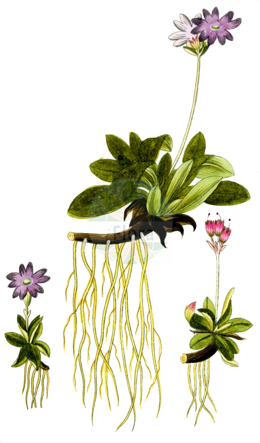 Historische Abbildung von Primula integrifolia. Das Bild zeigt Blatt, Bluete, Frucht und Same. ---- Historical Drawing of Primula integrifolia. The image is showing leaf, flower, fruit and seed.(Primula integrifolia,Primula integrifolia,Primula,Schlüsselblume,Primrose,Primulaceae,Schlüsselblumengewächse,Primrose family,Blatt,Bluete,Frucht,Same,leaf,flower,fruit,seed,Gesellschaft Kraeuterkenner (1778-1794))