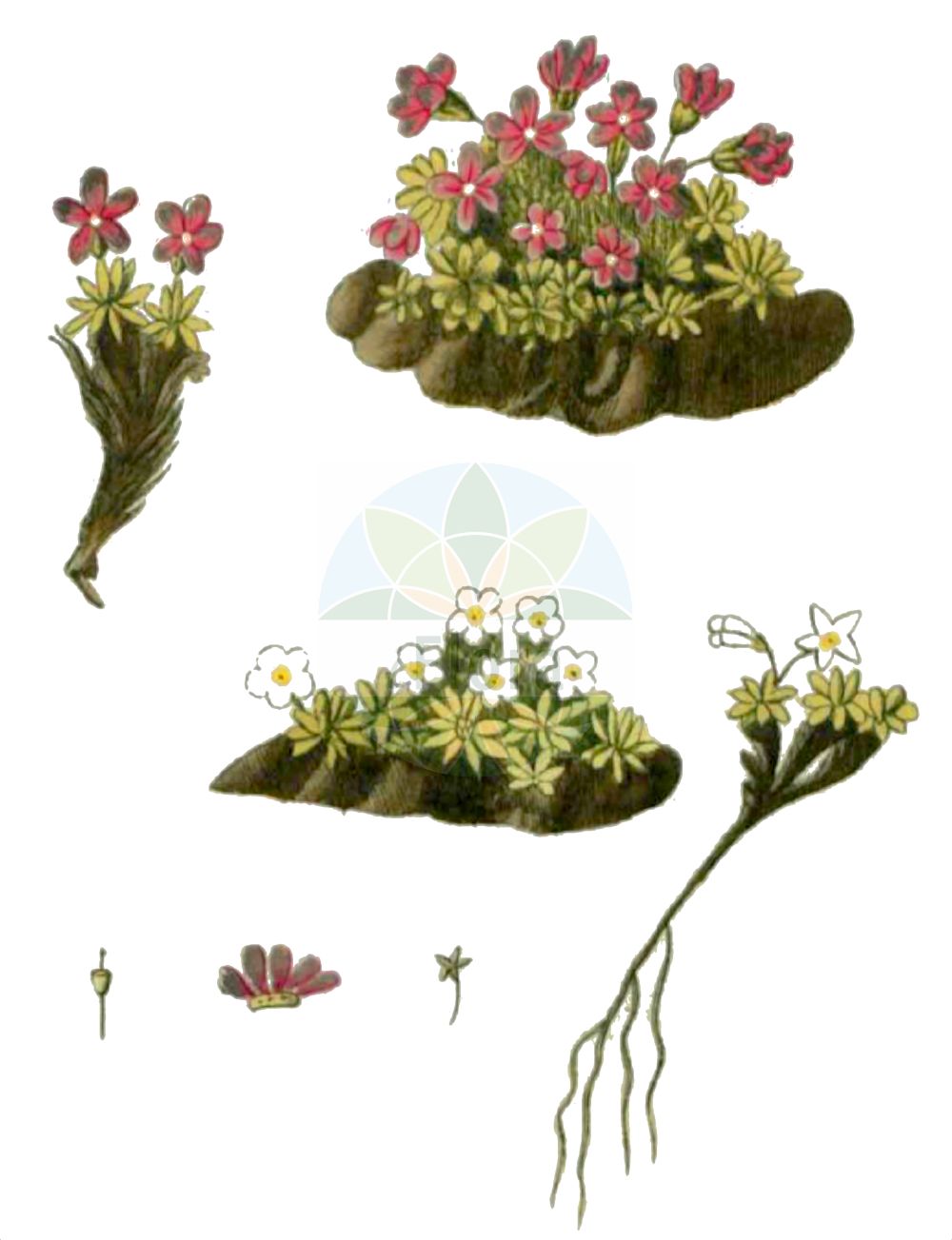 Historische Abbildung von Androsace alpina. Das Bild zeigt Blatt, Bluete, Frucht und Same. ---- Historical Drawing of Androsace alpina. The image is showing leaf, flower, fruit and seed.(Androsace alpina,Androsace alpina (L.) Lam.,Androsace pedunculata,Androsace tiroliensis,Aretia alpina,Aretia alpina L. subsp.,Androsace alpina,Androsace,Mannsschild,Androsace,Primulaceae,Schlüsselblumengewächse,Primrose family,Blatt,Bluete,Frucht,Same,leaf,flower,fruit,seed,Gesellschaft Kraeuterkenner (1778-1794))