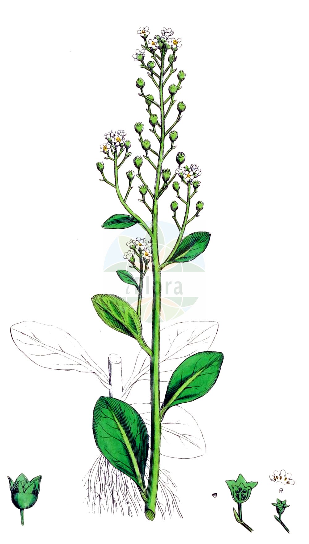 Historische Abbildung von Samolus valerandi (Salz-Bunge - Brookweed). Das Bild zeigt Blatt, Bluete, Frucht und Same. ---- Historical Drawing of Samolus valerandi (Salz-Bunge - Brookweed). The image is showing leaf, flower, fruit and seed.(Samolus valerandi,Salz-Bunge,Brookweed,Samolus valerandi,Salz-Bunge,Brookweed,Seaside Brookweed,Samolus,Salzbunge,Brookweed,Primulaceae,Schlüsselblumengewächse,Primrose family,Blatt,Bluete,Frucht,Same,leaf,flower,fruit,seed,Sowerby (1790-1813))