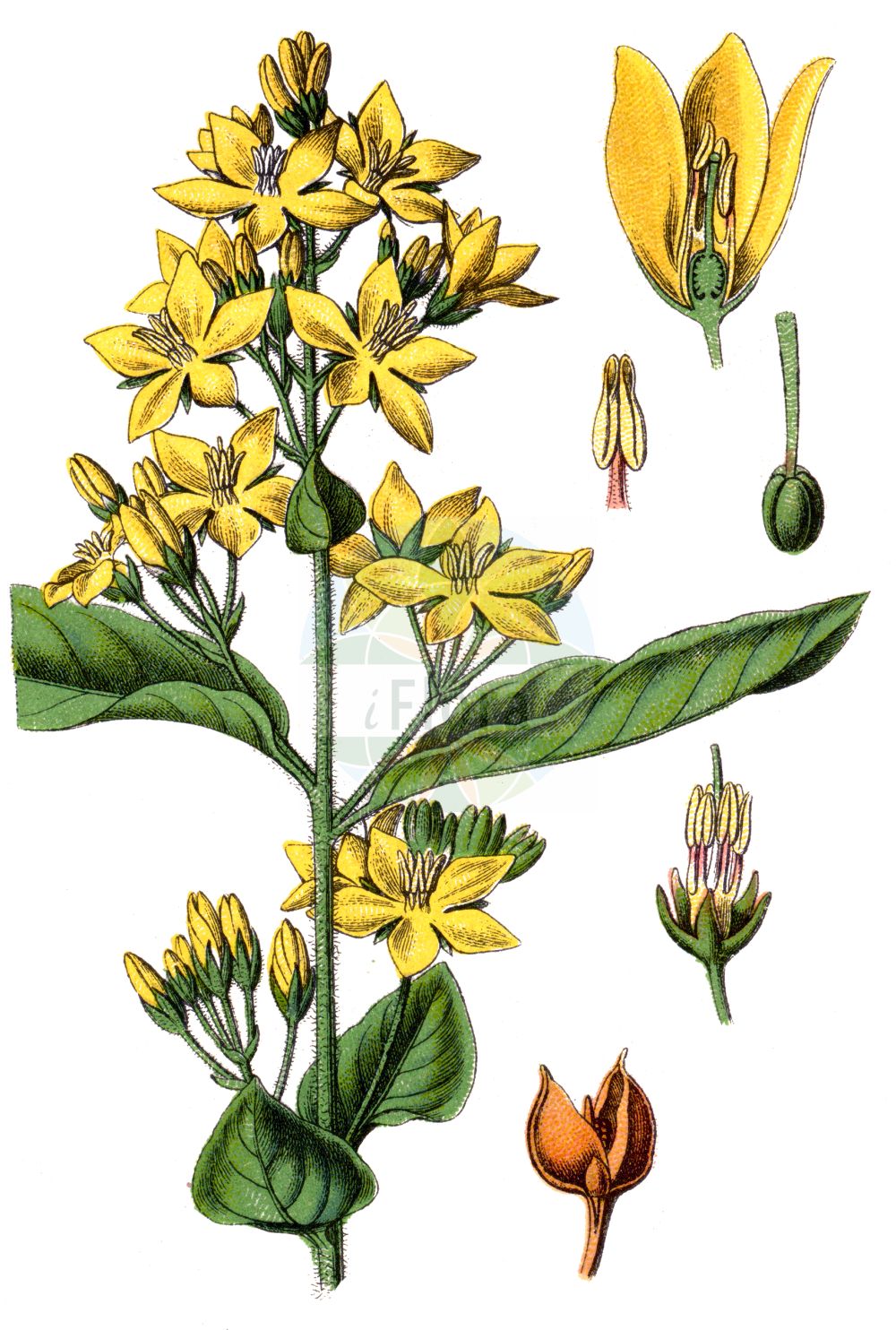 Historische Abbildung von Lysimachia vulgaris (Gewöhnlicher Gilbweiderich - Yellow Loosestrife). Das Bild zeigt Blatt, Bluete, Frucht und Same. ---- Historical Drawing of Lysimachia vulgaris (Gewöhnlicher Gilbweiderich - Yellow Loosestrife). The image is showing leaf, flower, fruit and seed.(Lysimachia vulgaris,Gewöhnlicher Gilbweiderich,Yellow Loosestrife,Lysimachia vulgaris,Lysimachia westphalica,Gewoehnlicher Gilbweiderich,Yellow Loosestrife,Common Loosestrife,Garden Yellow Loosestrife,Garden Loosestrife,Lysimachia,Gilbweiderich,Yellow Loosestrife,Primulaceae,Schlüsselblumengewächse,Primrose family,Blatt,Bluete,Frucht,Same,leaf,flower,fruit,seed,Sturm (1796f))