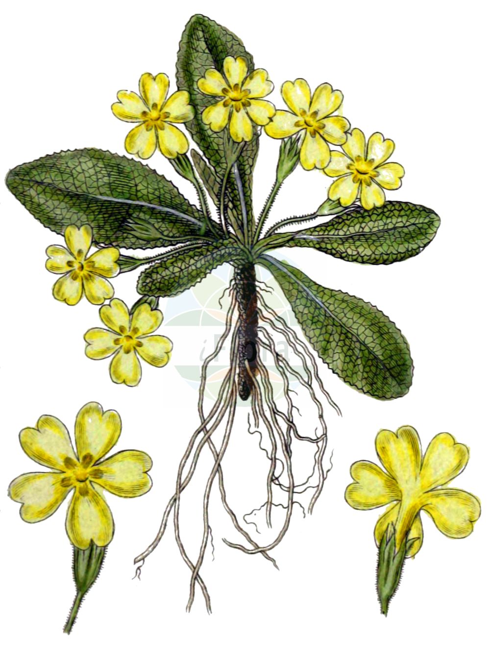 Historische Abbildung von Primula acaulis (Stängellose Schlüsselblume - Primrose). Das Bild zeigt Blatt, Bluete, Frucht und Same. ---- Historical Drawing of Primula acaulis (Stängellose Schlüsselblume - Primrose). The image is showing leaf, flower, fruit and seed.(Primula acaulis,Stängellose Schlüsselblume,Primrose,Primula acaulis,Primula vulgaris,Primula woronowii,Staengellose Schluesselblume,Stengellose Schluesselblume,Primrose,Common Primrose,English Primrose,Primula,Schlüsselblume,Primrose,Primulaceae,Schlüsselblumengewächse,Primrose family,Blatt,Bluete,Frucht,Same,leaf,flower,fruit,seed,Sturm (1796f))