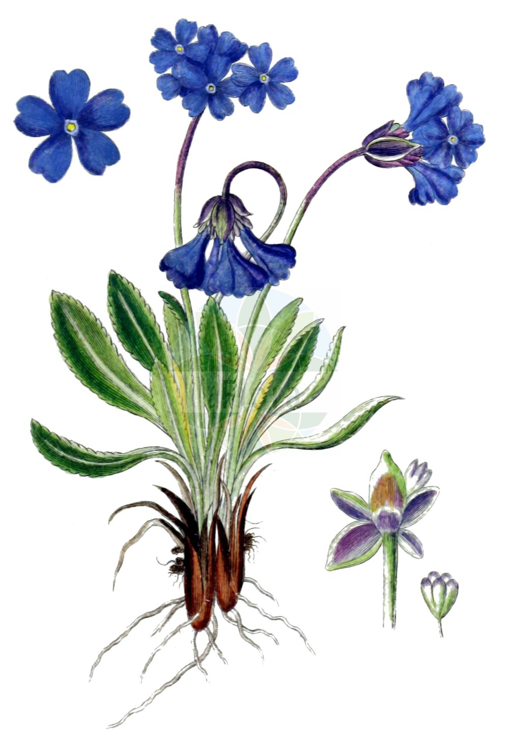 Historische Abbildung von Primula glutinosa (Klebrige Primel). Das Bild zeigt Blatt, Bluete, Frucht und Same. ---- Historical Drawing of Primula glutinosa (Klebrige Primel). The image is showing leaf, flower, fruit and seed.(Primula glutinosa,Klebrige Primel,Primula glutinosa,Klebrige Primel,Primula,Schlüsselblume,Primrose,Primulaceae,Schlüsselblumengewächse,Primrose family,Blatt,Bluete,Frucht,Same,leaf,flower,fruit,seed,Sturm (1796f))