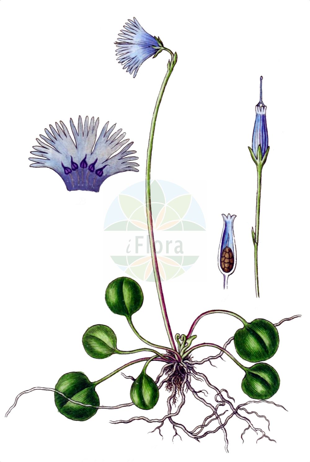 Historische Abbildung von Soldanella minima (Winzige Troddelblume - Least Snowbell). Das Bild zeigt Blatt, Bluete, Frucht und Same. ---- Historical Drawing of Soldanella minima (Winzige Troddelblume - Least Snowbell). The image is showing leaf, flower, fruit and seed.(Soldanella minima,Winzige Troddelblume,Least Snowbell,Soldanella ganderi,Soldanella minima,Winzige Troddelblume,Least Snowbell,Soldanella,Alpenglöckchen,Snowbell,Primulaceae,Schlüsselblumengewächse,Primrose family,Blatt,Bluete,Frucht,Same,leaf,flower,fruit,seed,Sturm (1796f))