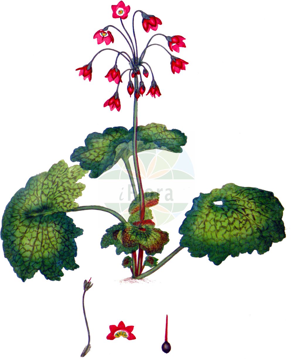Historische Abbildung von Primula matthioli. Das Bild zeigt Blatt, Bluete, Frucht und Same. ---- Historical Drawing of Primula matthioli. The image is showing leaf, flower, fruit and seed.(Primula matthioli,Primula,Schlüsselblume,Primrose,Primulaceae,Schlüsselblumengewächse,Primrose family,Blatt,Bluete,Frucht,Same,leaf,flower,fruit,seed,Andrews (1802-1809))