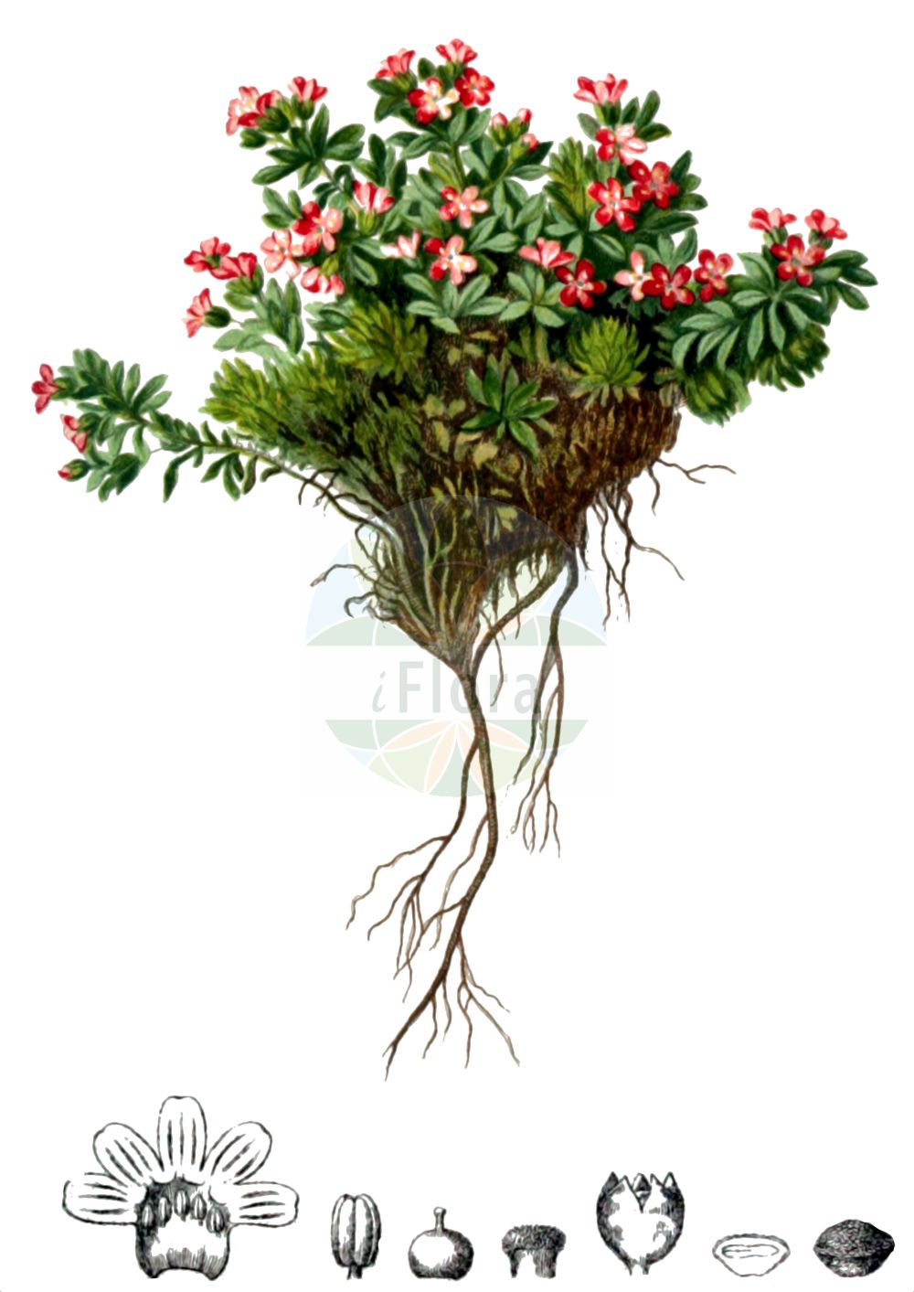 Historische Abbildung von Androsace alpina. Das Bild zeigt Blatt, Bluete, Frucht und Same. ---- Historical Drawing of Androsace alpina. The image is showing leaf, flower, fruit and seed.(Androsace alpina,Androsace alpina (L.) Lam.,Androsace pedunculata,Androsace tiroliensis,Aretia alpina,Aretia alpina L. subsp.,Androsace alpina,Androsace,Mannsschild,Androsace,Primulaceae,Schlüsselblumengewächse,Primrose family,Blatt,Bluete,Frucht,Same,leaf,flower,fruit,seed,Hartinger & von Dalla Torre (1806f))