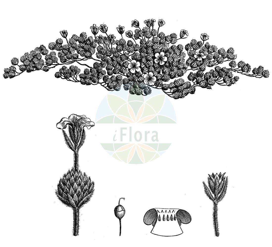 Historische Abbildung von Androsace villosa. Das Bild zeigt Blatt, Bluete, Frucht und Same. ---- Historical Drawing of Androsace villosa. The image is showing leaf, flower, fruit and seed.(Androsace villosa,Androsace arachnoidea,Androsace koso-poljanskii,Androsace penicillata,Androsace taurica,Androsace villosa,Androsace villosa subsp. arachnoidea,Androsace,Mannsschild,Androsace,Primulaceae,Schlüsselblumengewächse,Primrose family,Blatt,Bluete,Frucht,Same,leaf,flower,fruit,seed,von Ledebour (1829-1834))