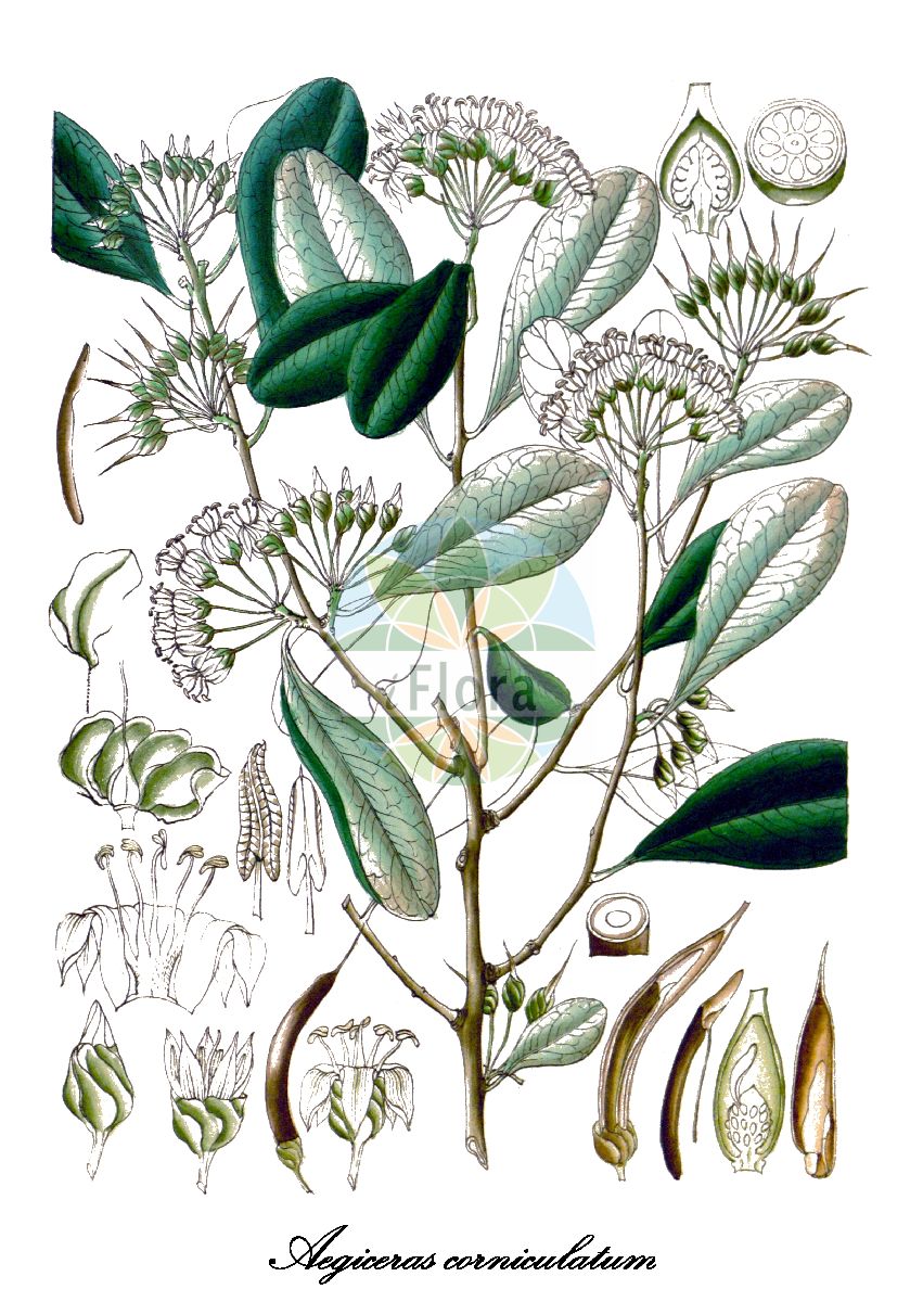 Historische Abbildung von Aegiceras corniculatum. Das Bild zeigt Blatt, Bluete, Frucht und Same. ---- Historical Drawing of Aegiceras corniculatum. The image is showing leaf, flower, fruit and seed.(Aegiceras corniculatum,Aegiceras,Primulaceae,Primelgewächse,Primrose Family,Blatt,Bluete,Frucht,Same,leaf,flower,fruit,seed,Wight (1840-1850))