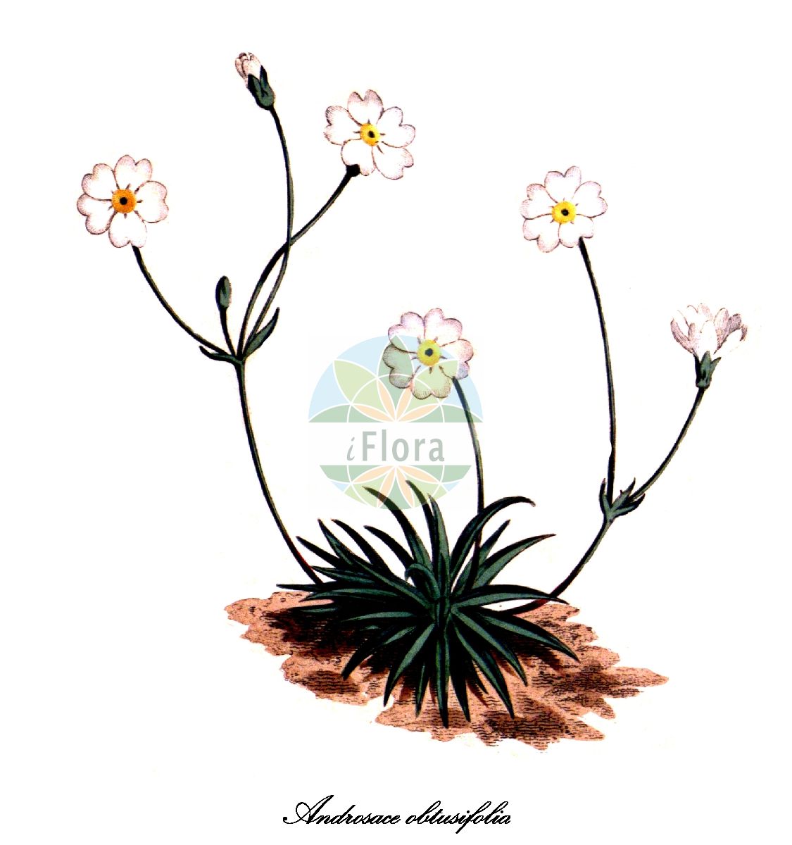 Historische Abbildung von Androsace obtusifolia (Stumpfblättriger Mannsschild - Blunt-leaved Androsace). Das Bild zeigt Blatt, Bluete, Frucht und Same. ---- Historical Drawing of Androsace obtusifolia (Stumpfblättriger Mannsschild - Blunt-leaved Androsace). The image is showing leaf, flower, fruit and seed.(Androsace obtusifolia,Stumpfblättriger Mannsschild,Blunt-leaved Androsace,Blunt-leaved Rock-Jasmine,Androsace,Mannsschild,Rock jasmine,Primulaceae,Primelgewächse,Primrose Family,Blatt,Bluete,Frucht,Same,leaf,flower,fruit,seed)