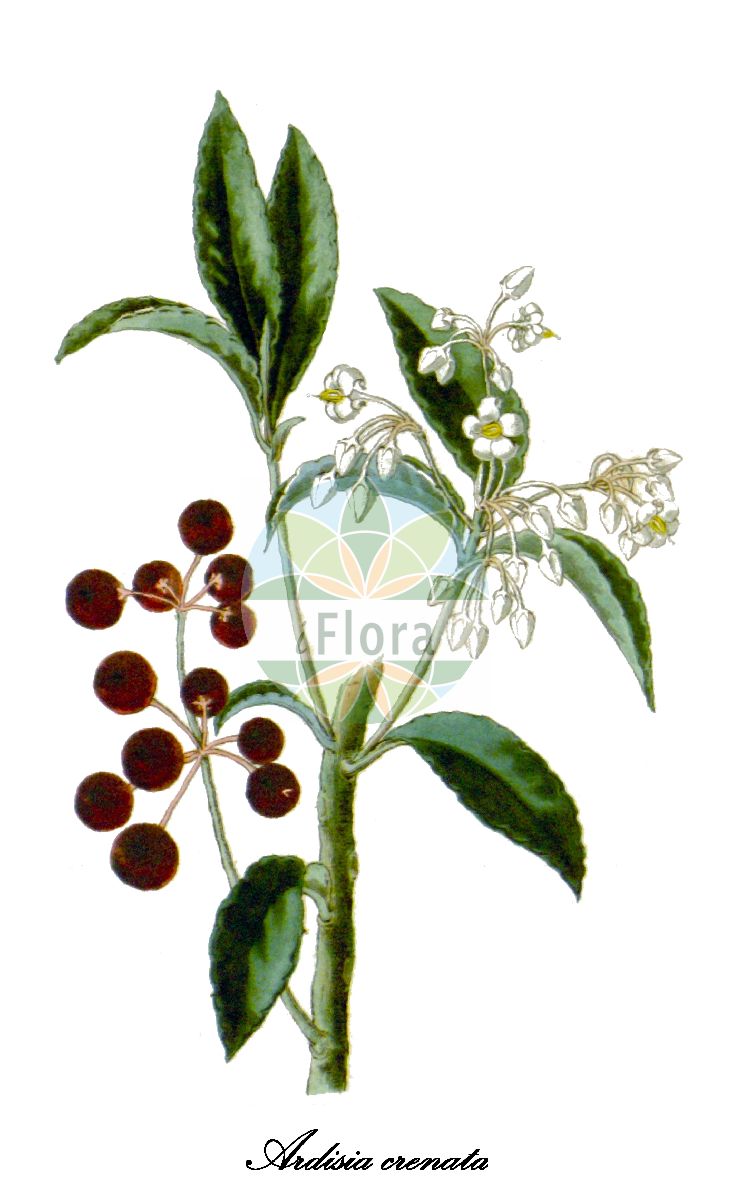 Historische Abbildung von Ardisia crenata (Gewürzbeere - Coral ardisia). Das Bild zeigt Blatt, Bluete, Frucht und Same. ---- Historical Drawing of Ardisia crenata (Gewürzbeere - Coral ardisia). The image is showing leaf, flower, fruit and seed.(Ardisia crenata,Gewürzbeere,Coral ardisia,Korallenbeere,Ardisia,Marlberry,Primulaceae,Primelgewächse,Primrose Family,Blatt,Bluete,Frucht,Same,leaf,flower,fruit,seed,The botanical cabinet (1827f))
