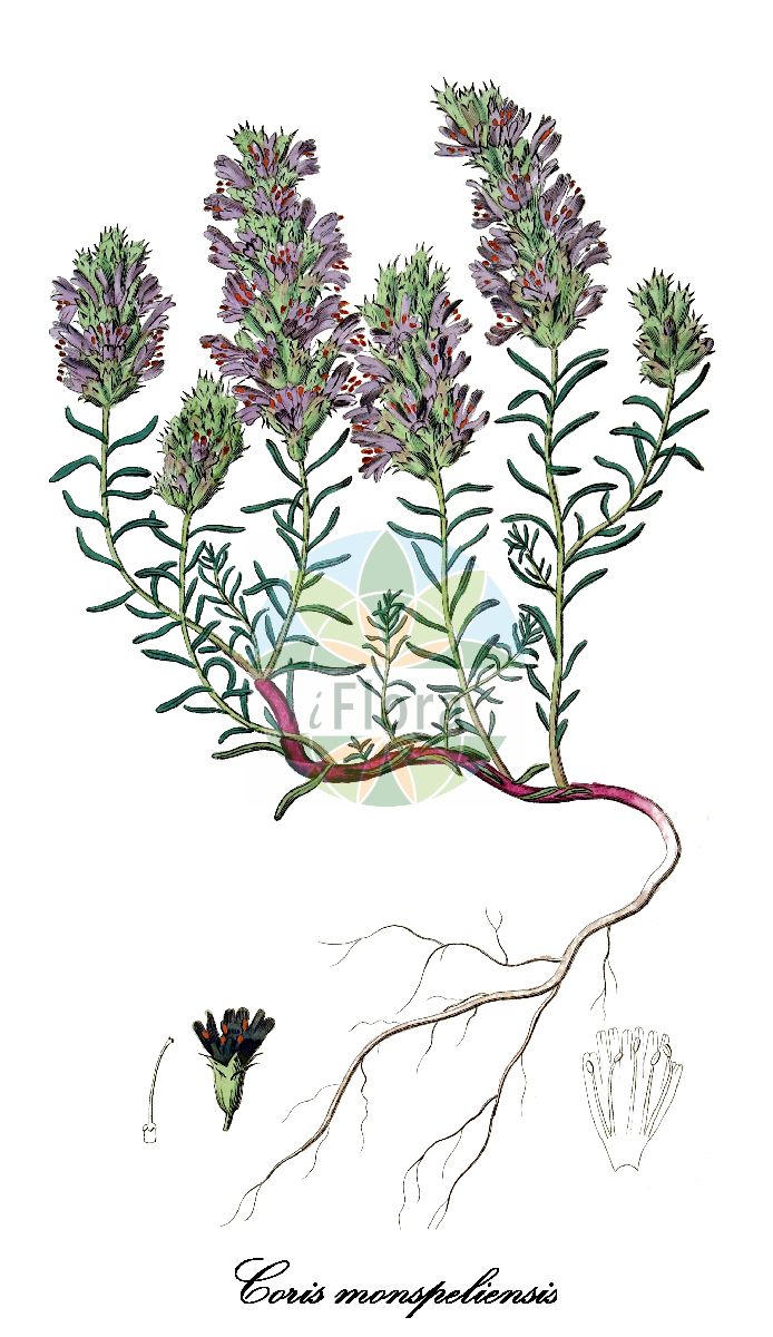 Historische Abbildung von Coris monspeliensis (Stachelträubchen). Das Bild zeigt Blatt, Bluete, Frucht und Same. ---- Historical Drawing of Coris monspeliensis (Stachelträubchen). The image is showing leaf, flower, fruit and seed.(Coris monspeliensis,Stachelträubchen,Coris,Stachelträubchen,Primulaceae,Primelgewächse,Primrose Family,Blatt,Bluete,Frucht,Same,leaf,flower,fruit,seed,Botanical Register (1819f))