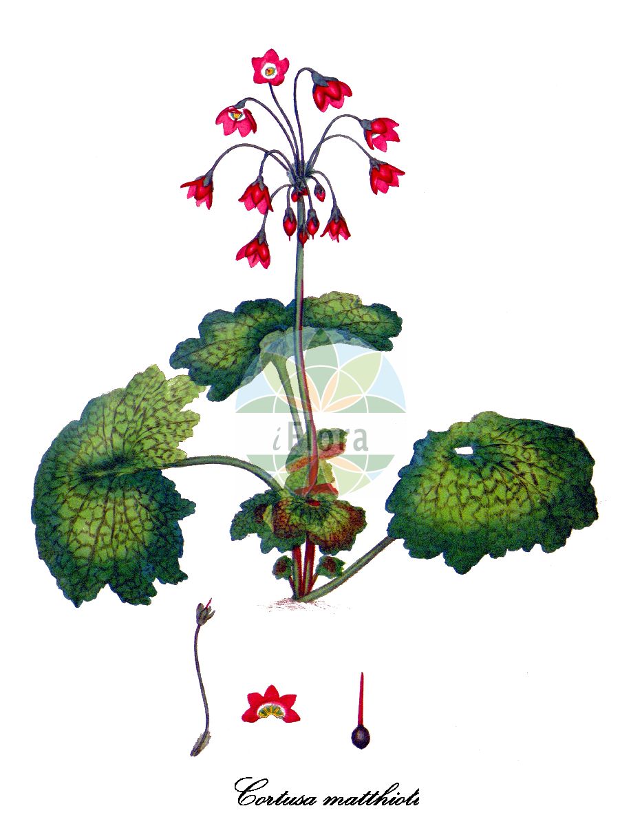 Historische Abbildung von Cortusa matthioli (Heilglöckchen - Matthioli's Primrose). Das Bild zeigt Blatt, Bluete, Frucht und Same. ---- Historical Drawing of Cortusa matthioli (Heilglöckchen - Matthioli's Primrose). The image is showing leaf, flower, fruit and seed.(Cortusa matthioli,Heilglöckchen,Matthioli's Primrose,Cortusa altaica,Cortusa pubens,Alpen-Heilgloeckchen,Alpen-Heilgloeckel,Altai-Heilgloeckel,Matthioliprimel,Cortusa,Heilglöckchen,Primulaceae,Primelgewächse,Primrose Family,Blatt,Bluete,Frucht,Same,leaf,flower,fruit,seed,Andrews (1802-1809))