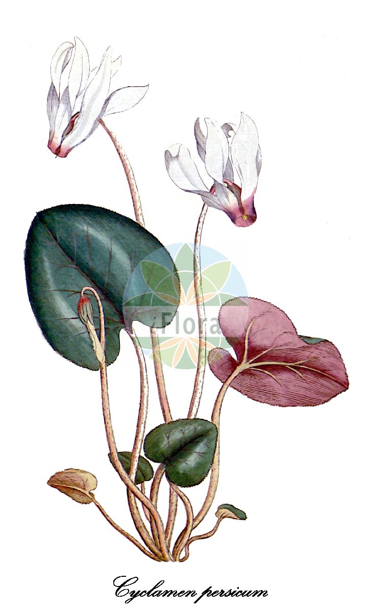 Historische Abbildung von Cyclamen persicum (Persisches Alpenveilchen). Das Bild zeigt Blatt, Bluete, Frucht und Same. ---- Historical Drawing of Cyclamen persicum (Persisches Alpenveilchen). The image is showing leaf, flower, fruit and seed.(Cyclamen persicum,Persisches Alpenveilchen,Cyclamen latifolium,Cyclamen vernale,Cyclaminus persica,Zimmer-Alpenveilchen,Cyclamen,Alpenveilchen,Primulaceae,Primelgewächse,Primrose Family,Blatt,Bluete,Frucht,Same,leaf,flower,fruit,seed,Curtis Botanical Magazine (1787ff))