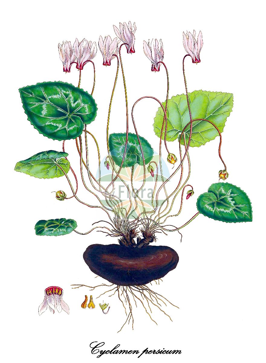 Historische Abbildung von Cyclamen persicum (Persisches Alpenveilchen). Das Bild zeigt Blatt, Bluete, Frucht und Same. ---- Historical Drawing of Cyclamen persicum (Persisches Alpenveilchen). The image is showing leaf, flower, fruit and seed.(Cyclamen persicum,Persisches Alpenveilchen,Cyclamen latifolium,Cyclamen vernale,Cyclaminus persica,Zimmer-Alpenveilchen,Cyclamen,Alpenveilchen,Primulaceae,Primelgewächse,Primrose Family,Blatt,Bluete,Frucht,Same,leaf,flower,fruit,seed,Sibthorp & Smith (1806-1840))