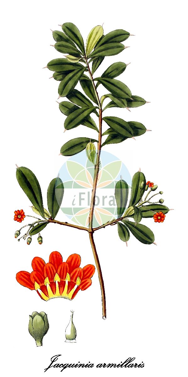 Historische Abbildung von Jacquinia armillaris. Das Bild zeigt Blatt, Bluete, Frucht und Same. ---- Historical Drawing of Jacquinia armillaris. The image is showing leaf, flower, fruit and seed.(Jacquinia armillaris,Jacquinia,Cudjoe-wood,Primulaceae,Primelgewächse,Primrose Family,Blatt,Bluete,Frucht,Same,leaf,flower,fruit,seed,von Jacquin (1809))