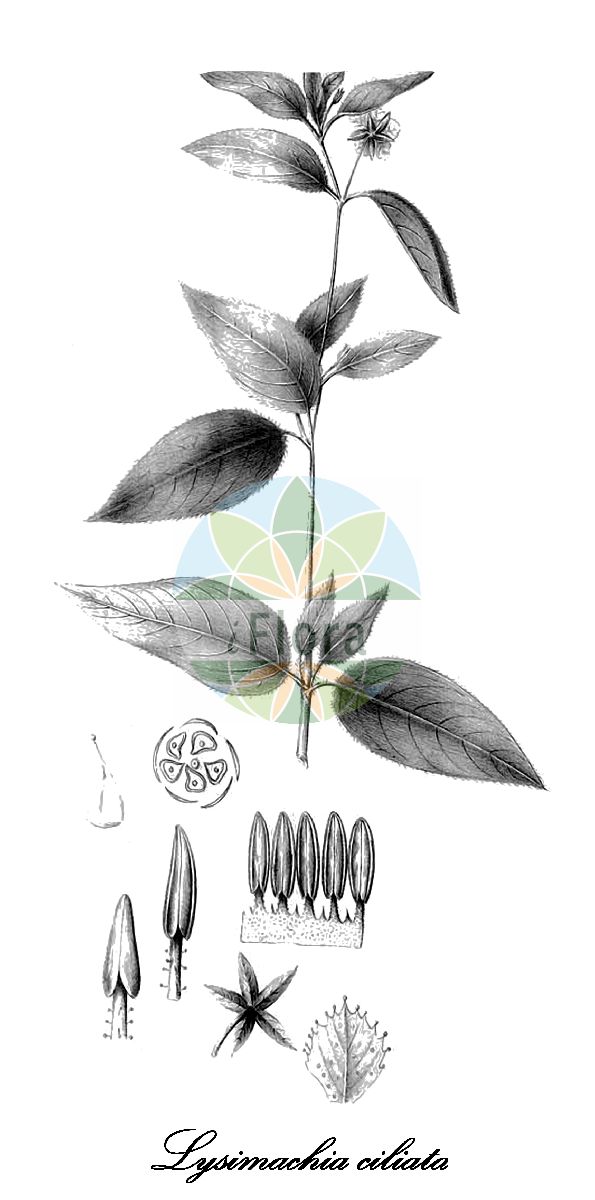 Historische Abbildung von Lysimachia ciliata (Bewimperter Gilbweiderich - Fringed Loosestrife). Das Bild zeigt Blatt, Bluete, Frucht und Same. ---- Historical Drawing of Lysimachia ciliata (Bewimperter Gilbweiderich - Fringed Loosestrife). The image is showing leaf, flower, fruit and seed.(Lysimachia ciliata,Bewimperter Gilbweiderich,Fringed Loosestrife,Lysimachia,Gilbweiderich,Loosestrife,Primulaceae,Primelgewächse,Primrose Family,Blatt,Bluete,Frucht,Same,leaf,flower,fruit,seed,Abhandlungen aus dem Gebiete der Naturwissenschaften (1858-1862))